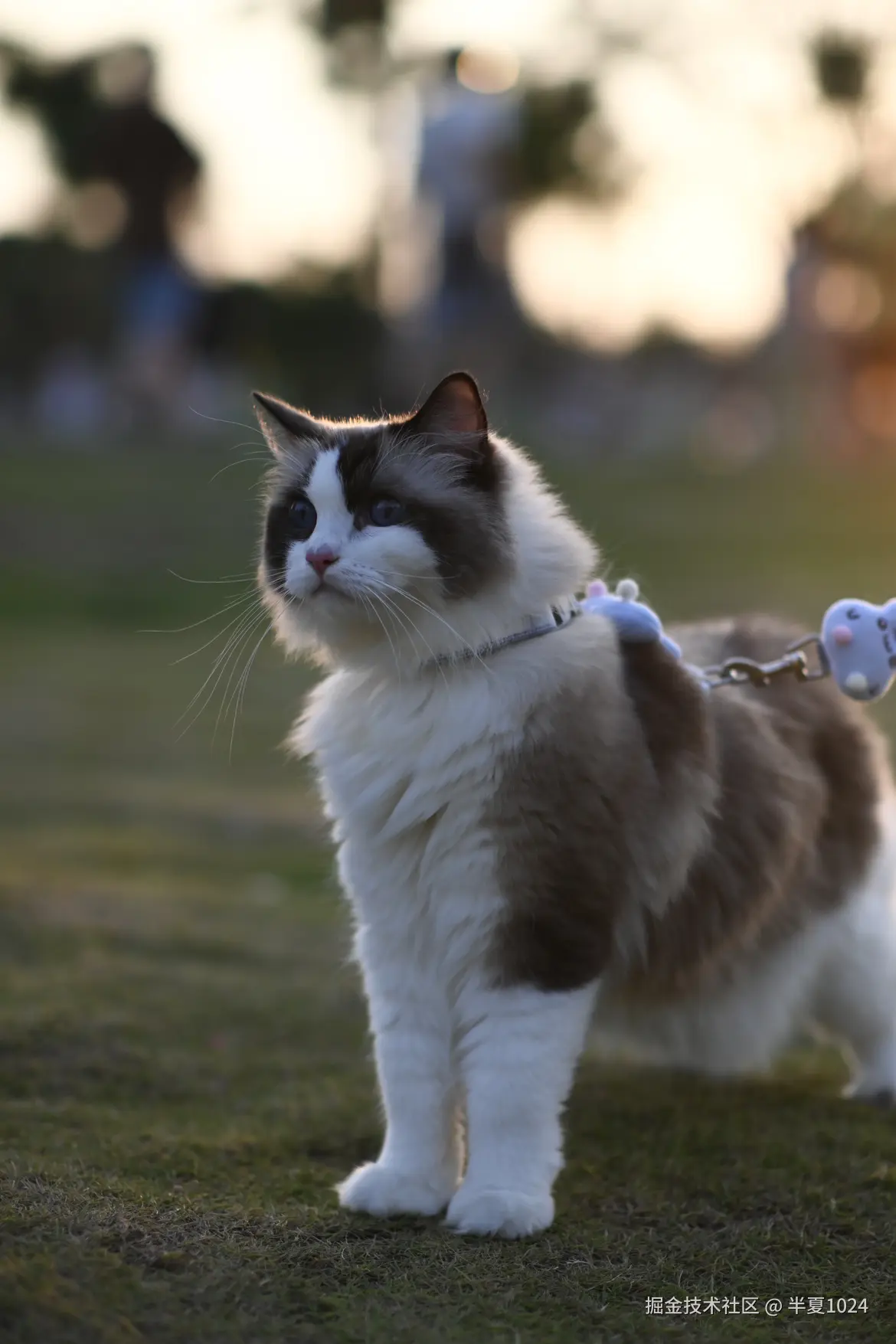 半夏1024于2024-10-08 11:05发布的图片