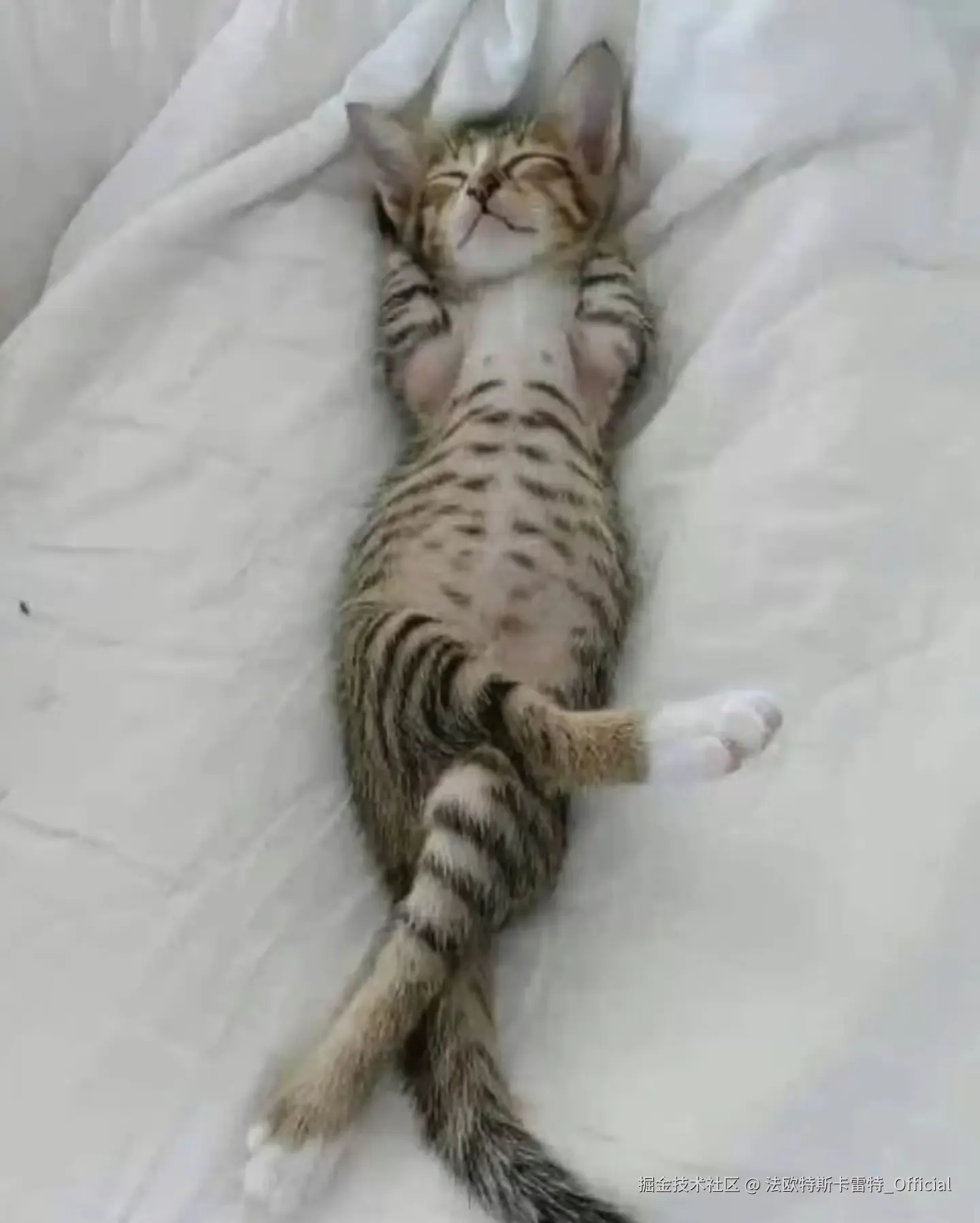 法欧特斯卡雷特_Official于2024-11-02 12:11发布的图片