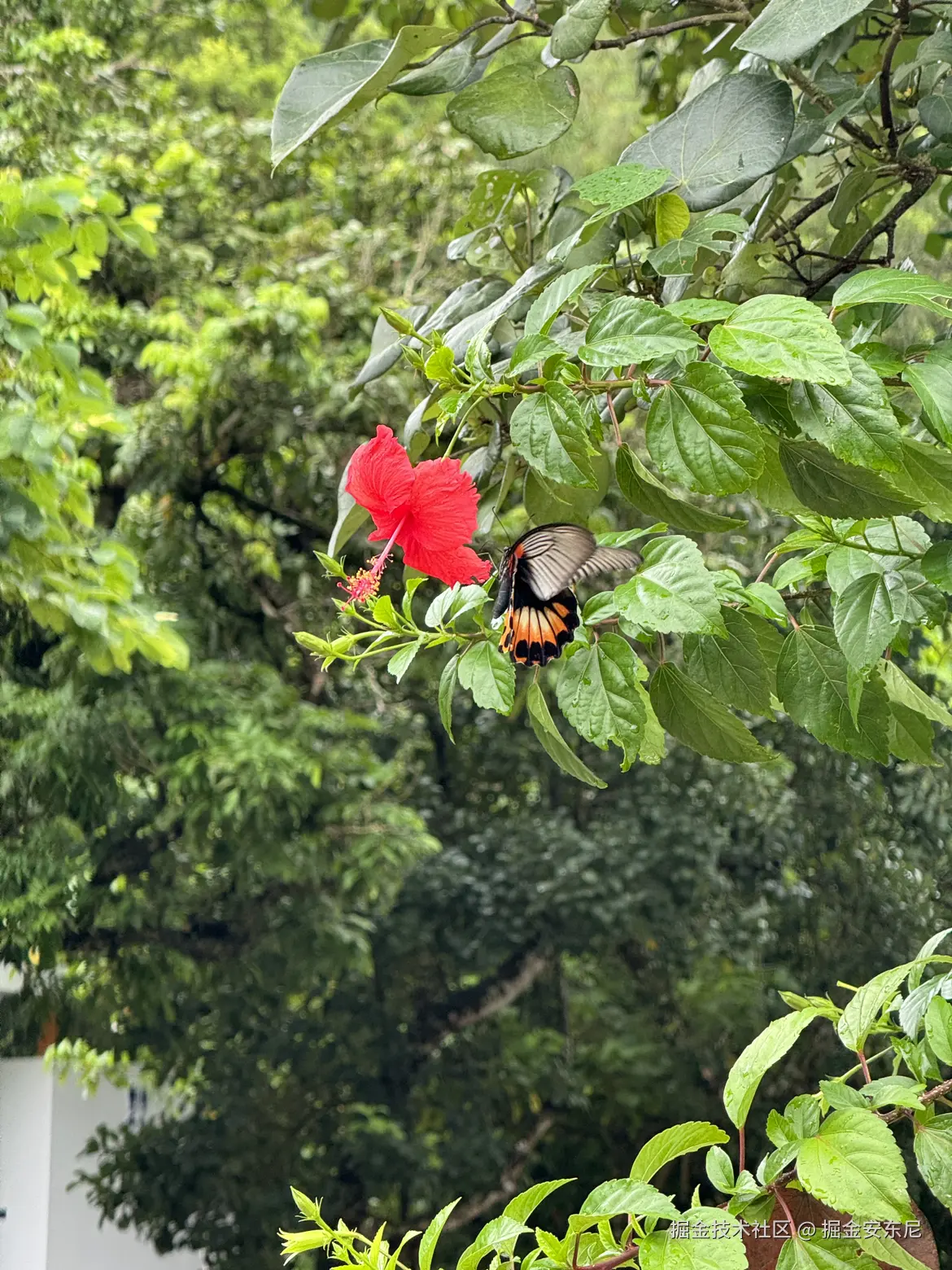 掘金安东尼于2024-07-27 20:37发布的图片