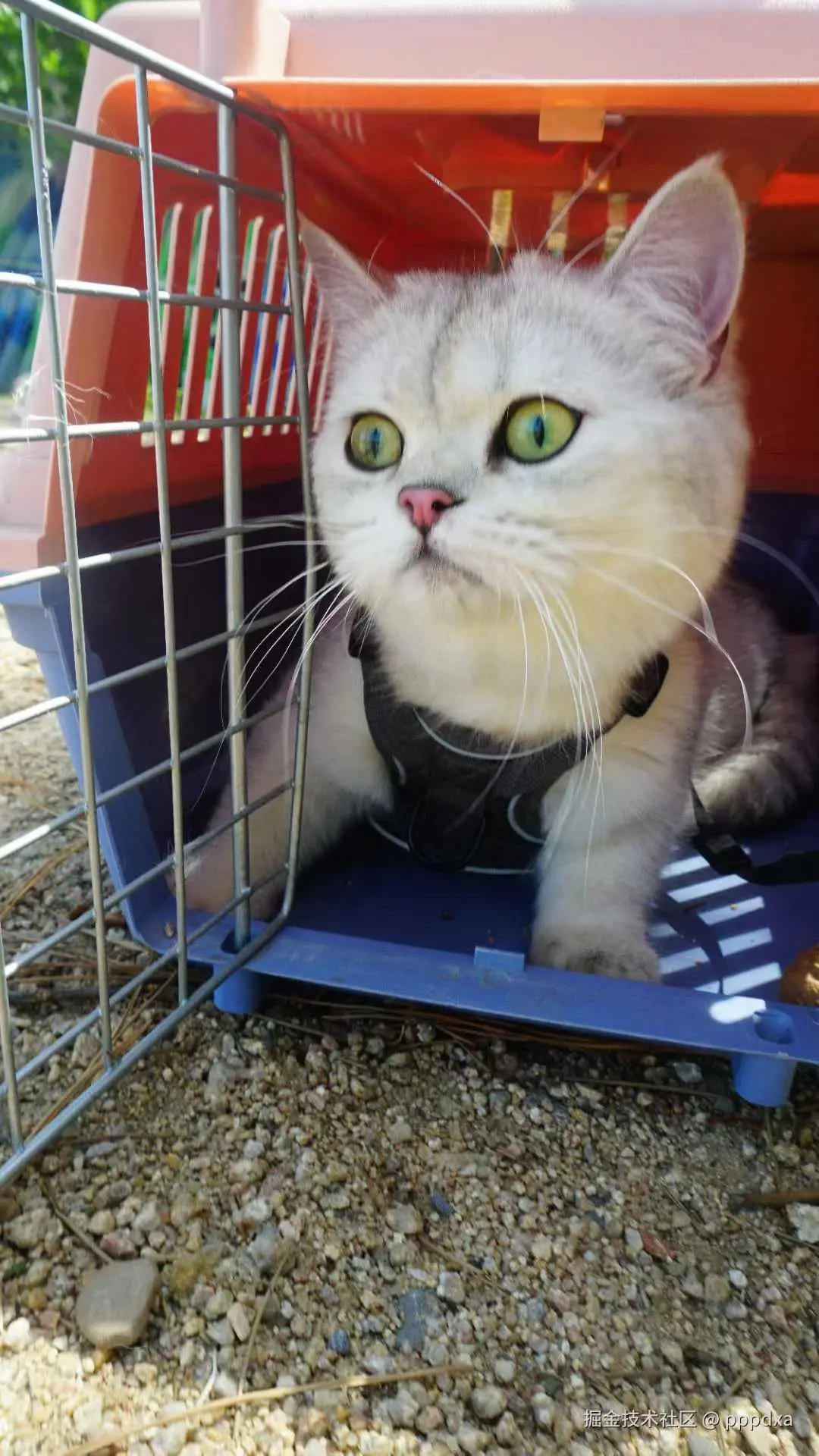 pppdxa于2025-05-20 10:32发布的图片