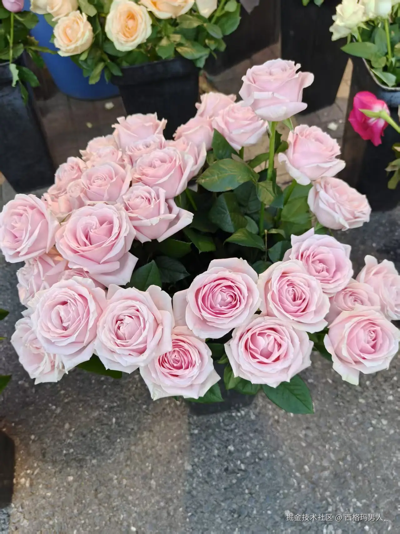 西格玛男人_于2025-06-17 11:45发布的图片