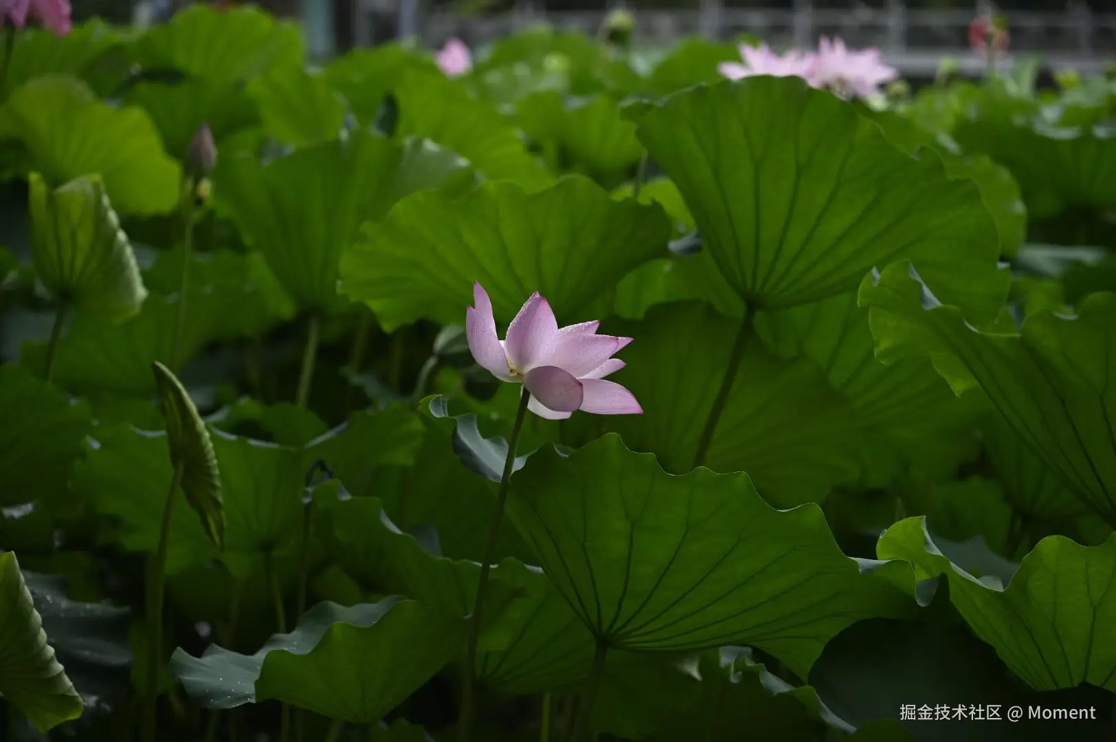 Moment于2025-06-16 14:48发布的图片