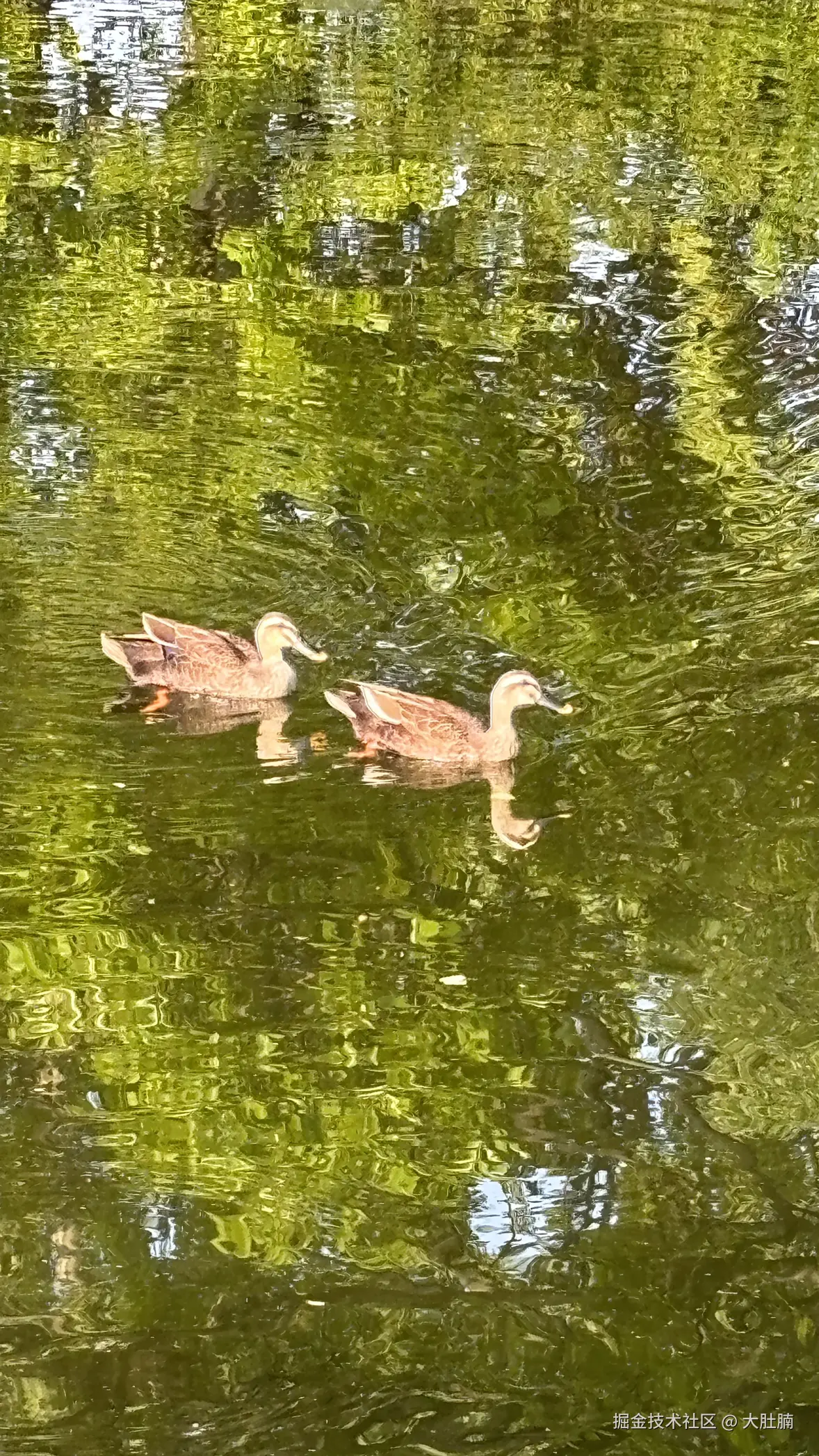 大肚腩于2026-04-20 13:45发布的图片