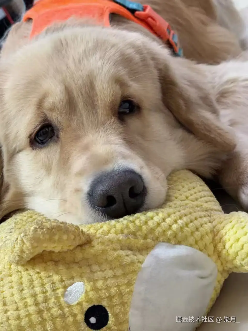 柒月_于2025-12-12 13:50发布的图片