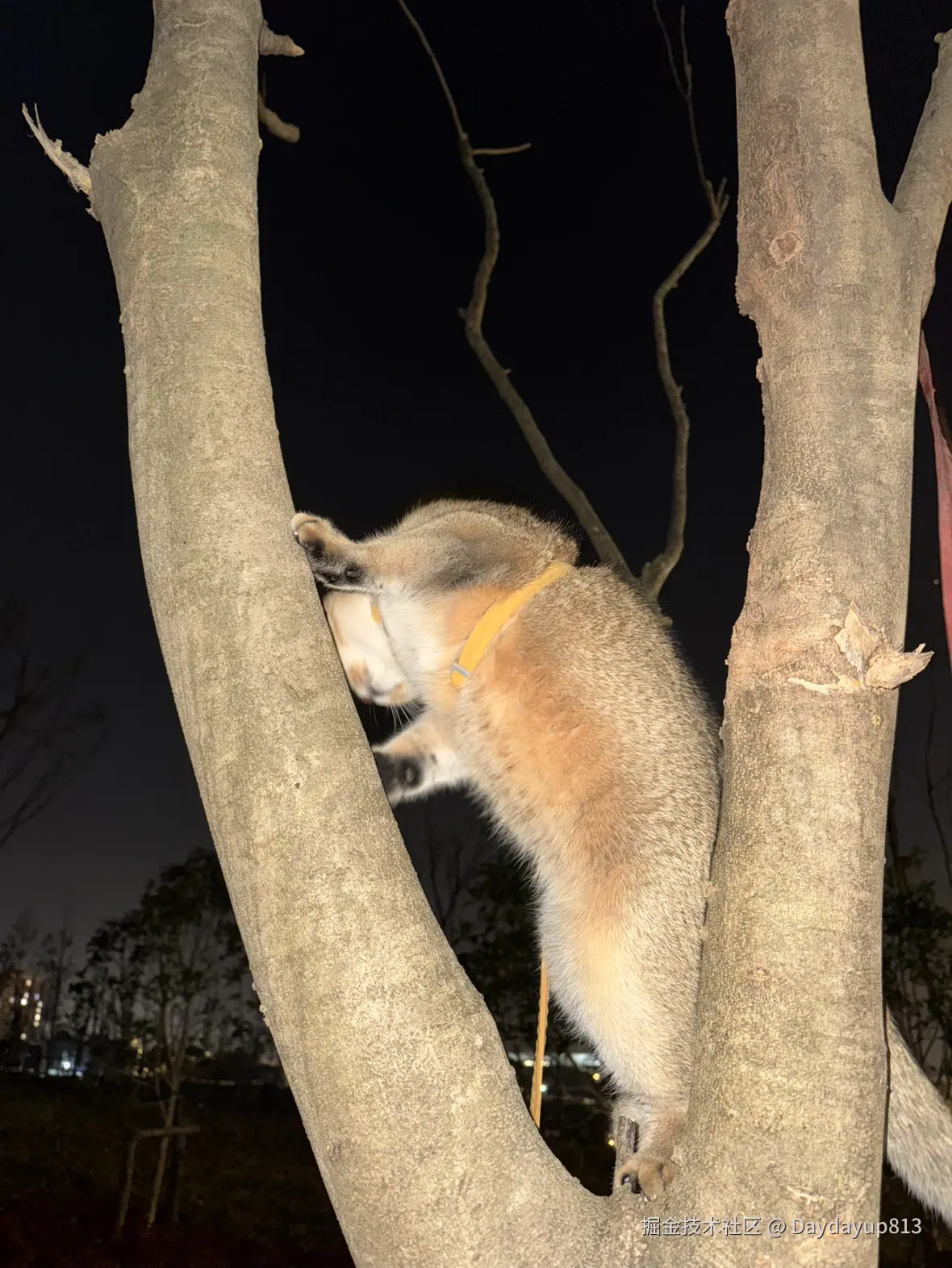 Daydayup813于2025-01-03 11:39发布的图片