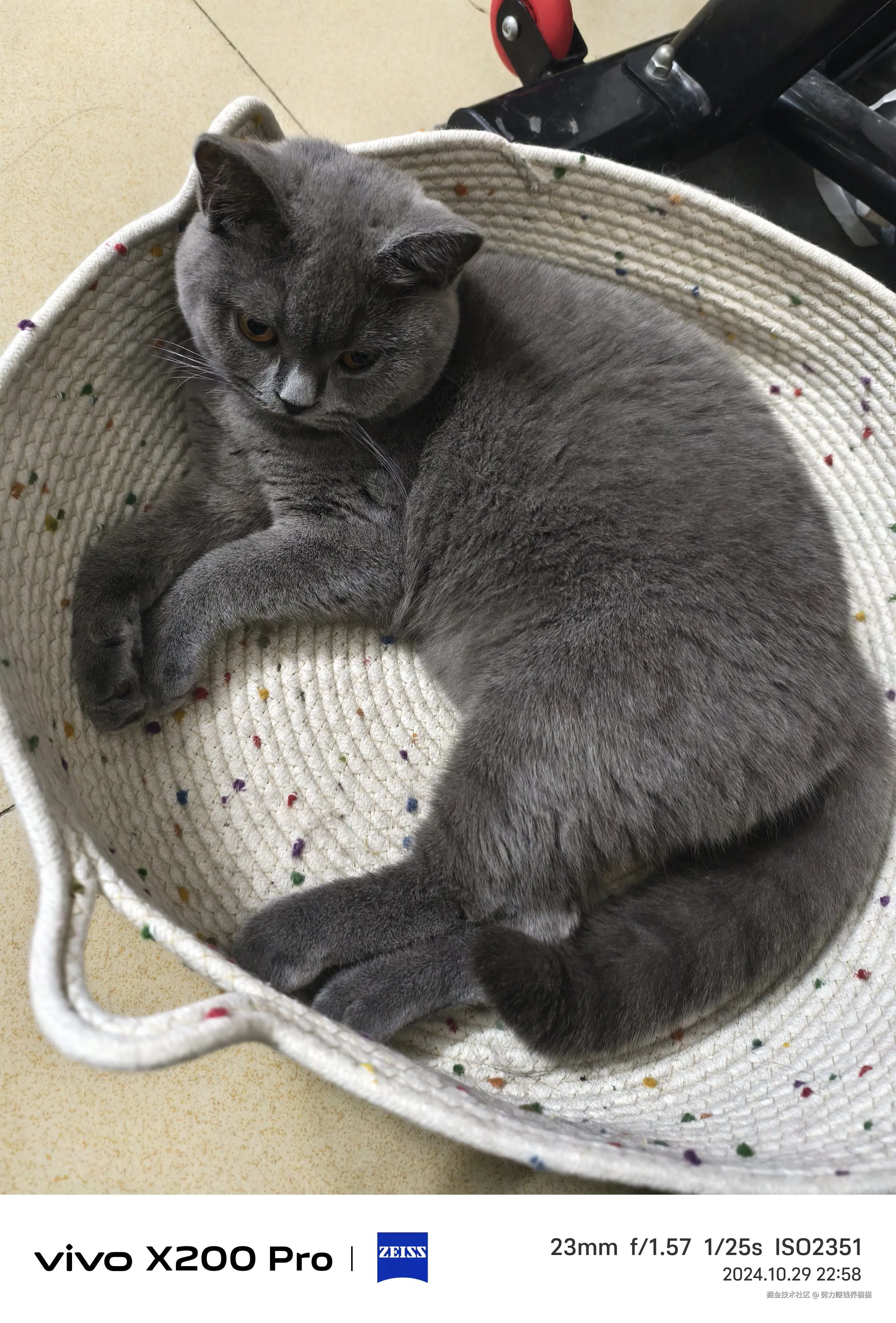 努力赚钱养猫猫于2024-11-01 15:55发布的图片