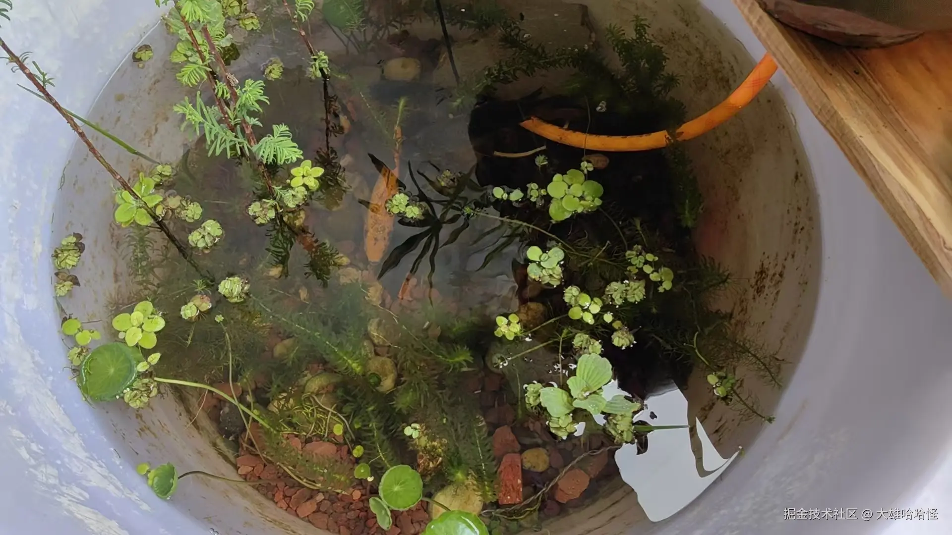 大雄哈哈怪于2026-04-01 10:07发布的图片