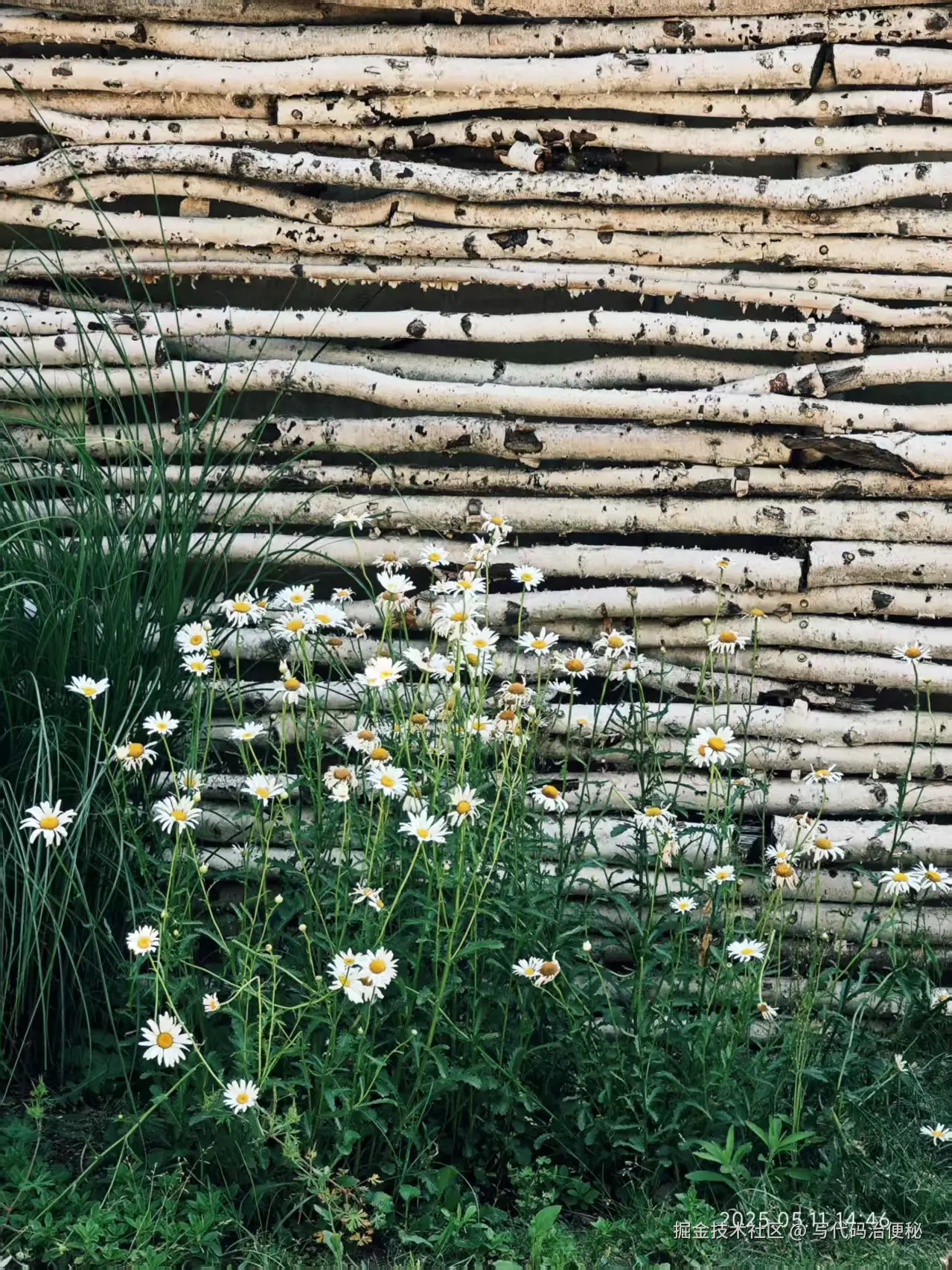 写代码治便秘于2025-05-13 10:10发布的图片