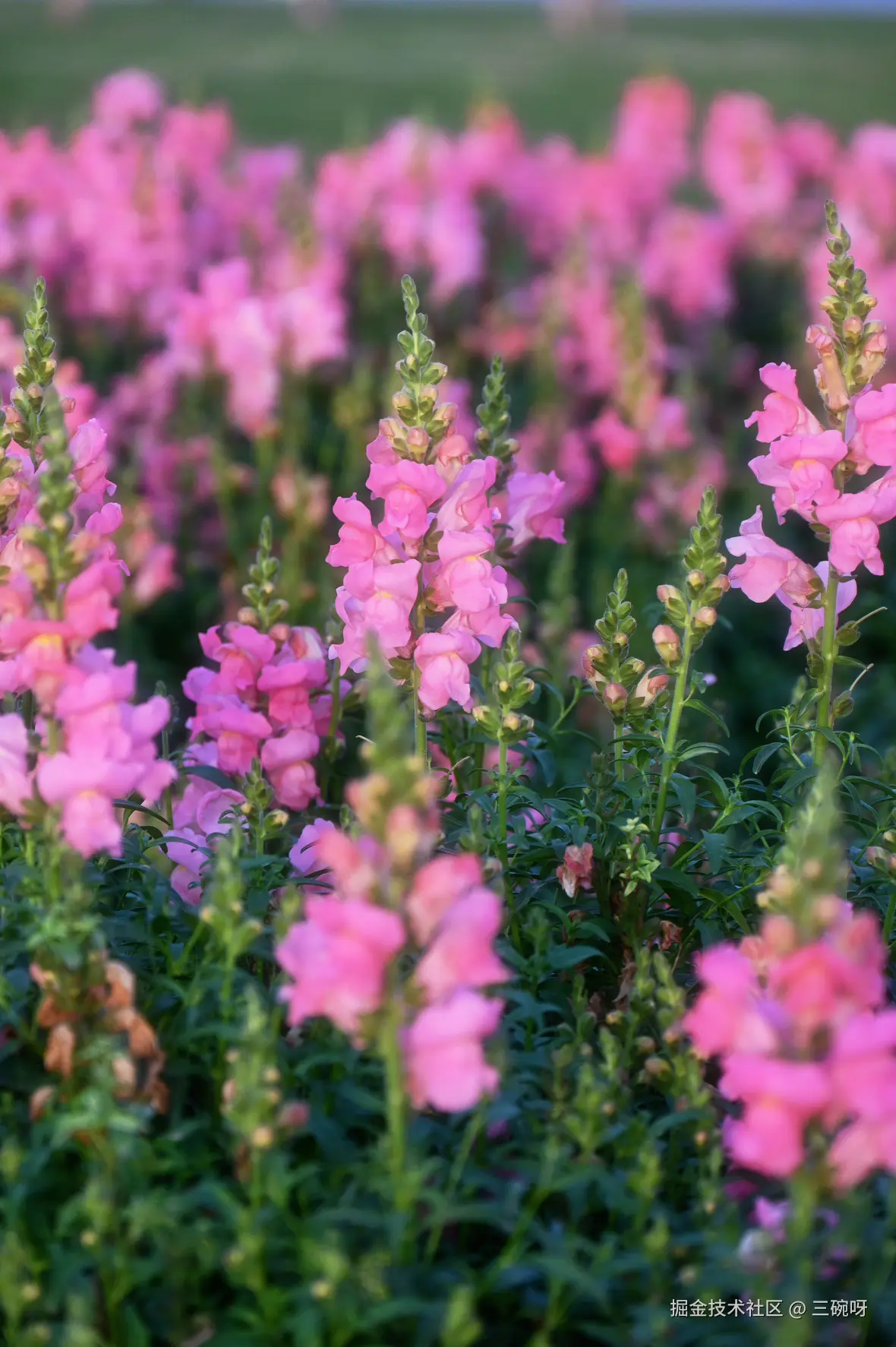 三碗呀于2025-04-18 11:13发布的图片