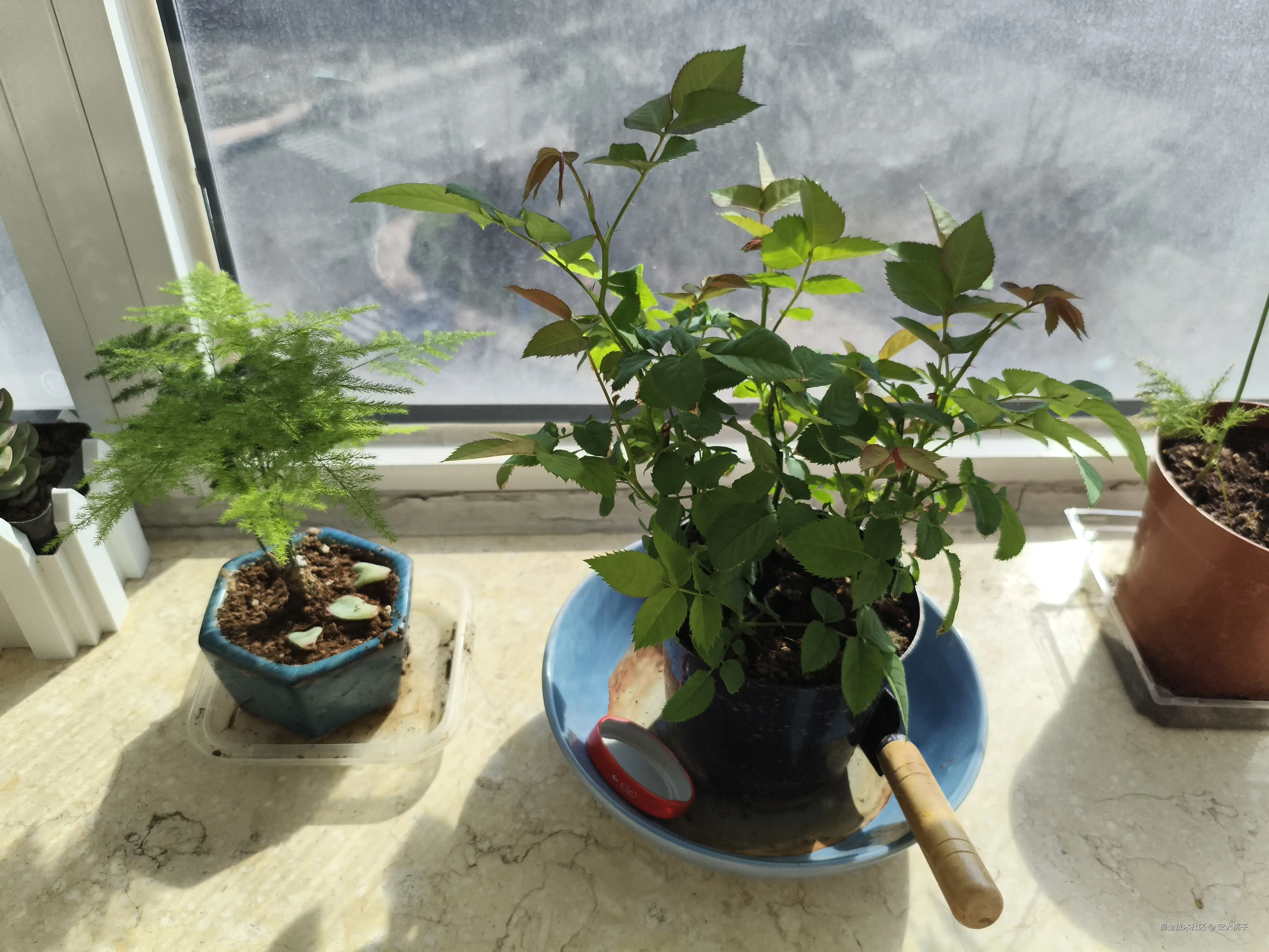 安大桃子于2025-03-30 09:27发布的图片