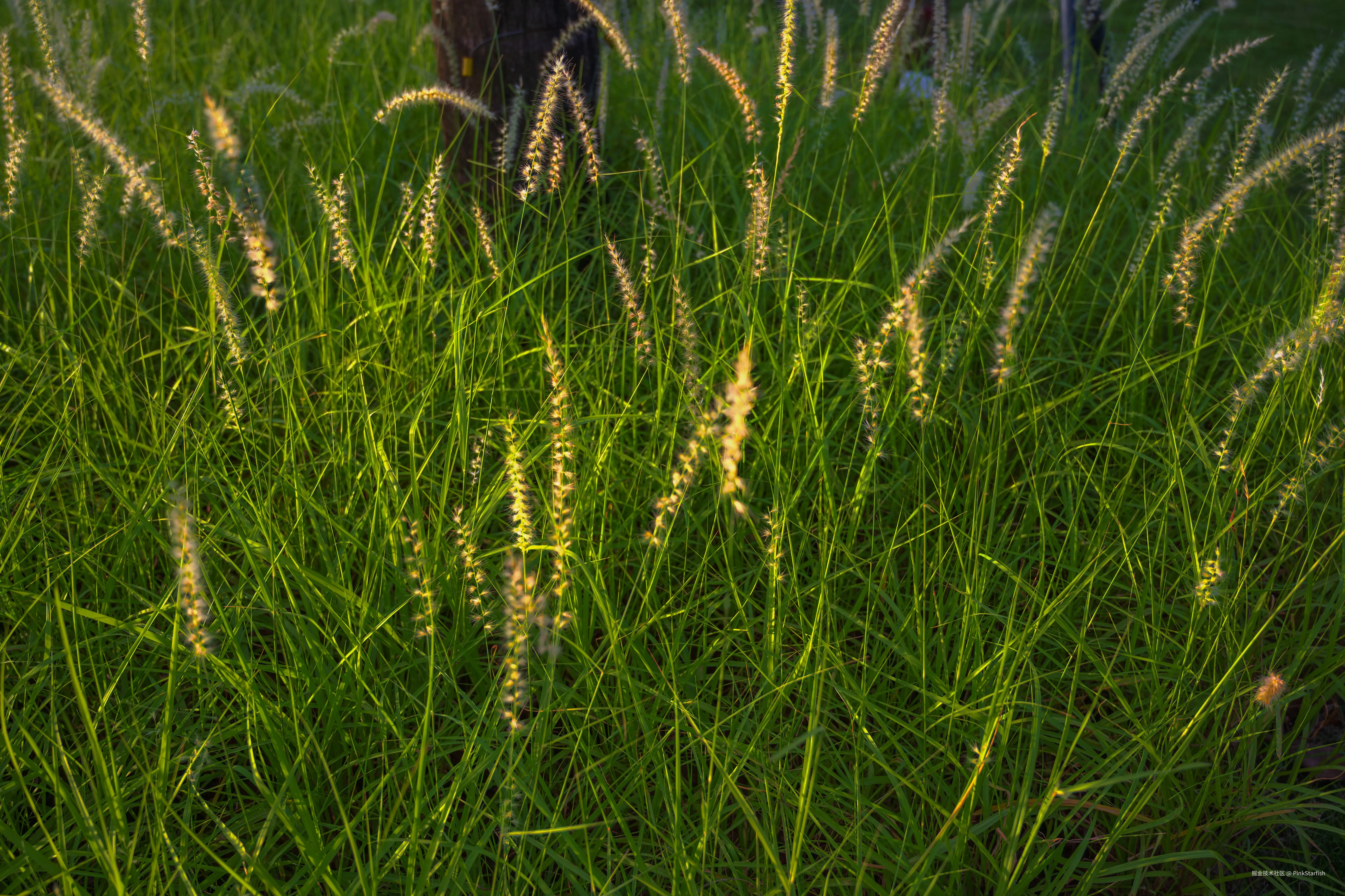 PinkStarfish于2025-06-26 03:35发布的图片