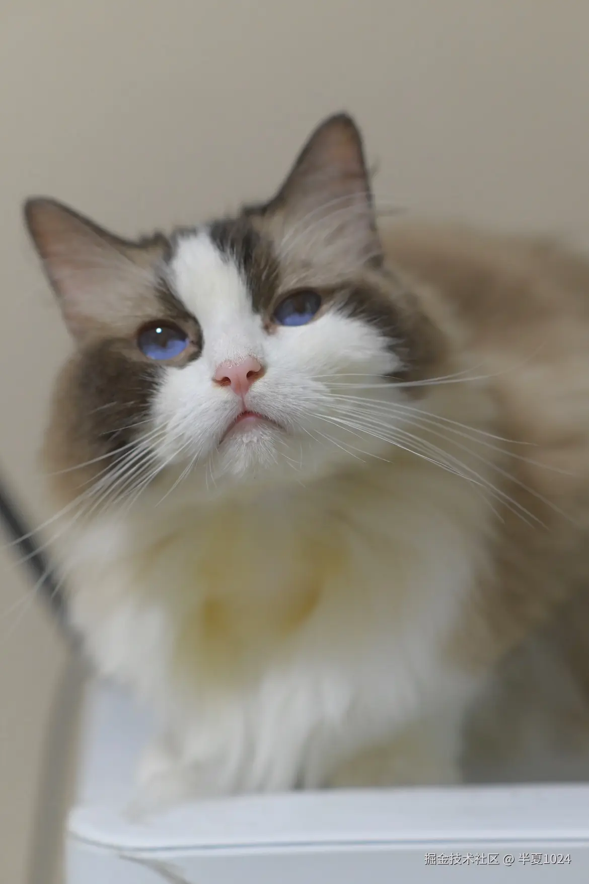 半夏1024于2024-08-05 09:56发布的图片