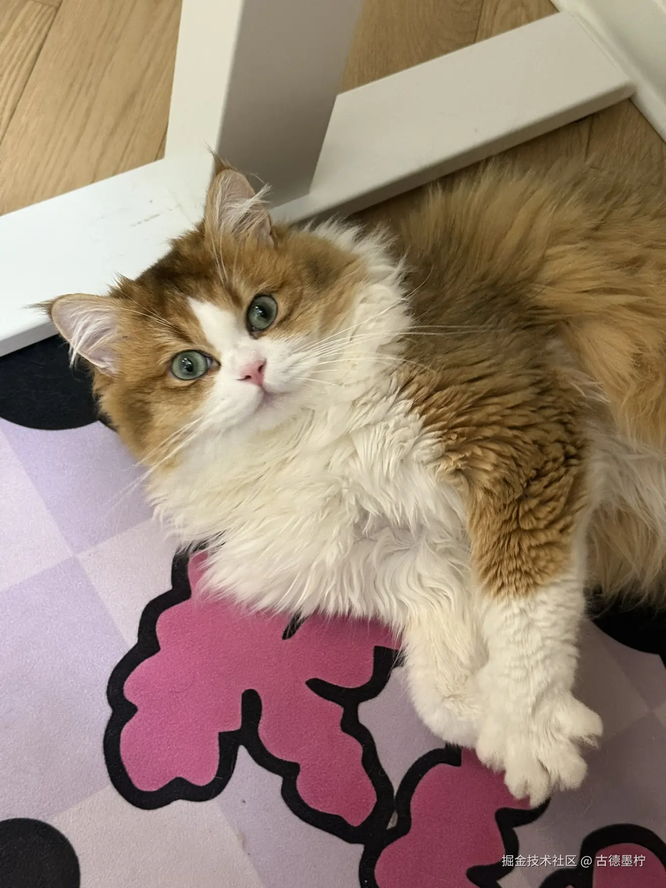 古德墨柠于2025-06-16 11:08发布的图片