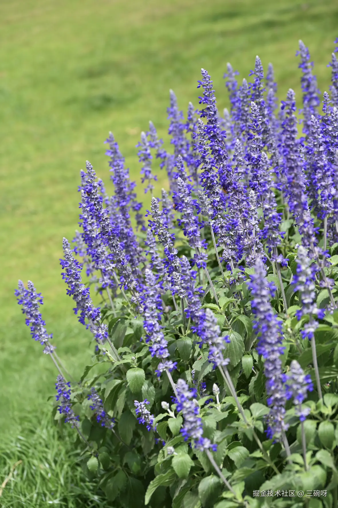 三碗呀于2025-05-26 10:33发布的图片