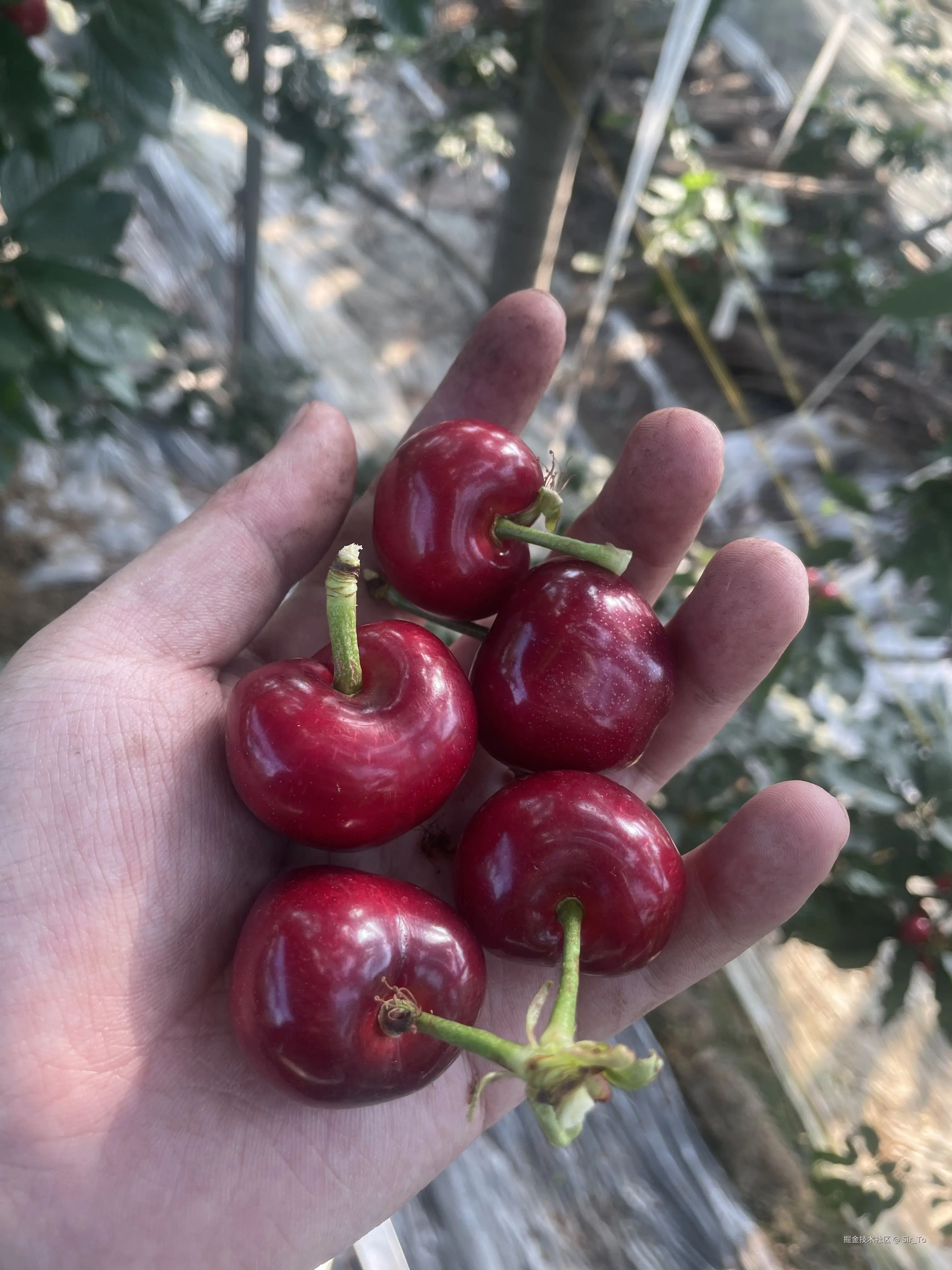 Sir_To于2026-04-06 11:49发布的图片