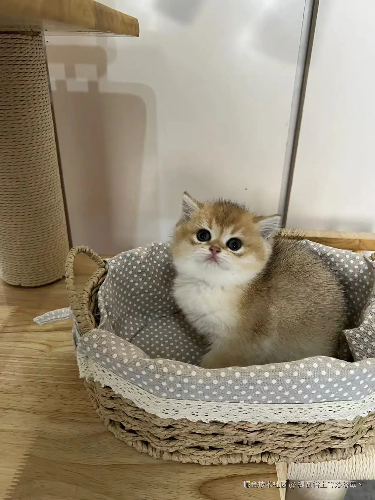 提瓦特上等落落莓丶于2024-10-31 16:07发布的图片