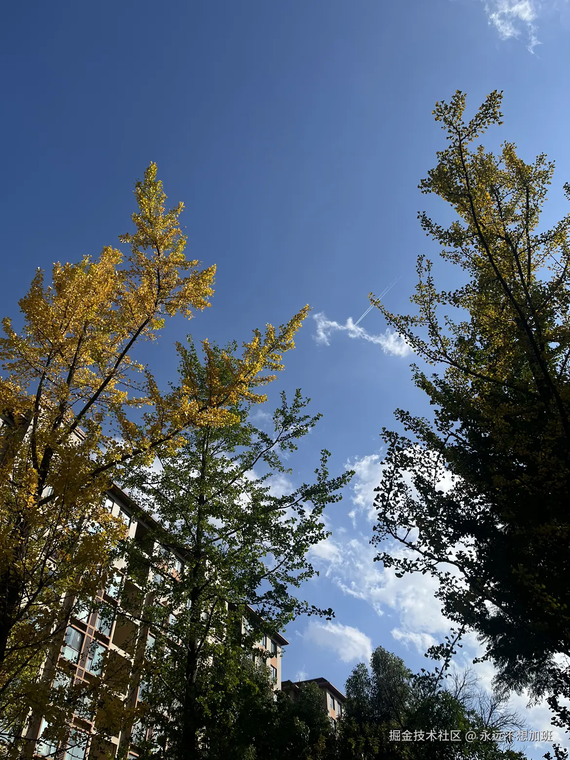 永远不想加班于2025-11-25 11:21发布的图片