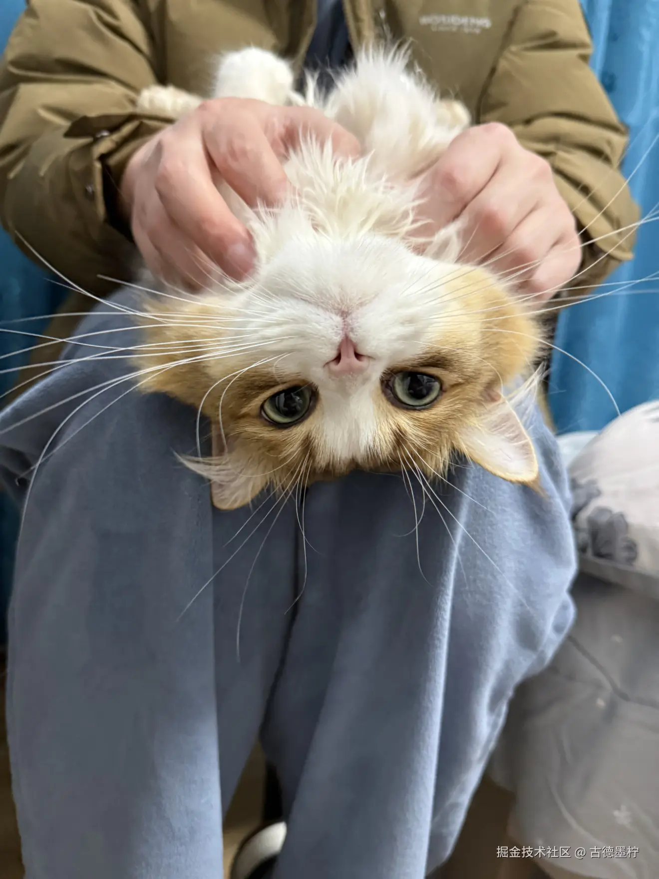 古德墨柠于2026-02-24 16:33发布的图片