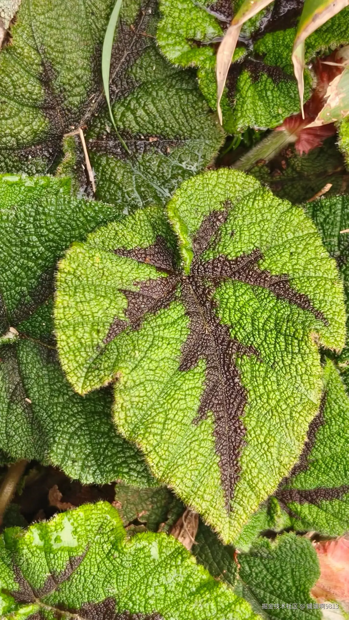 媛媛啊9813于2026-04-12 04:04发布的图片