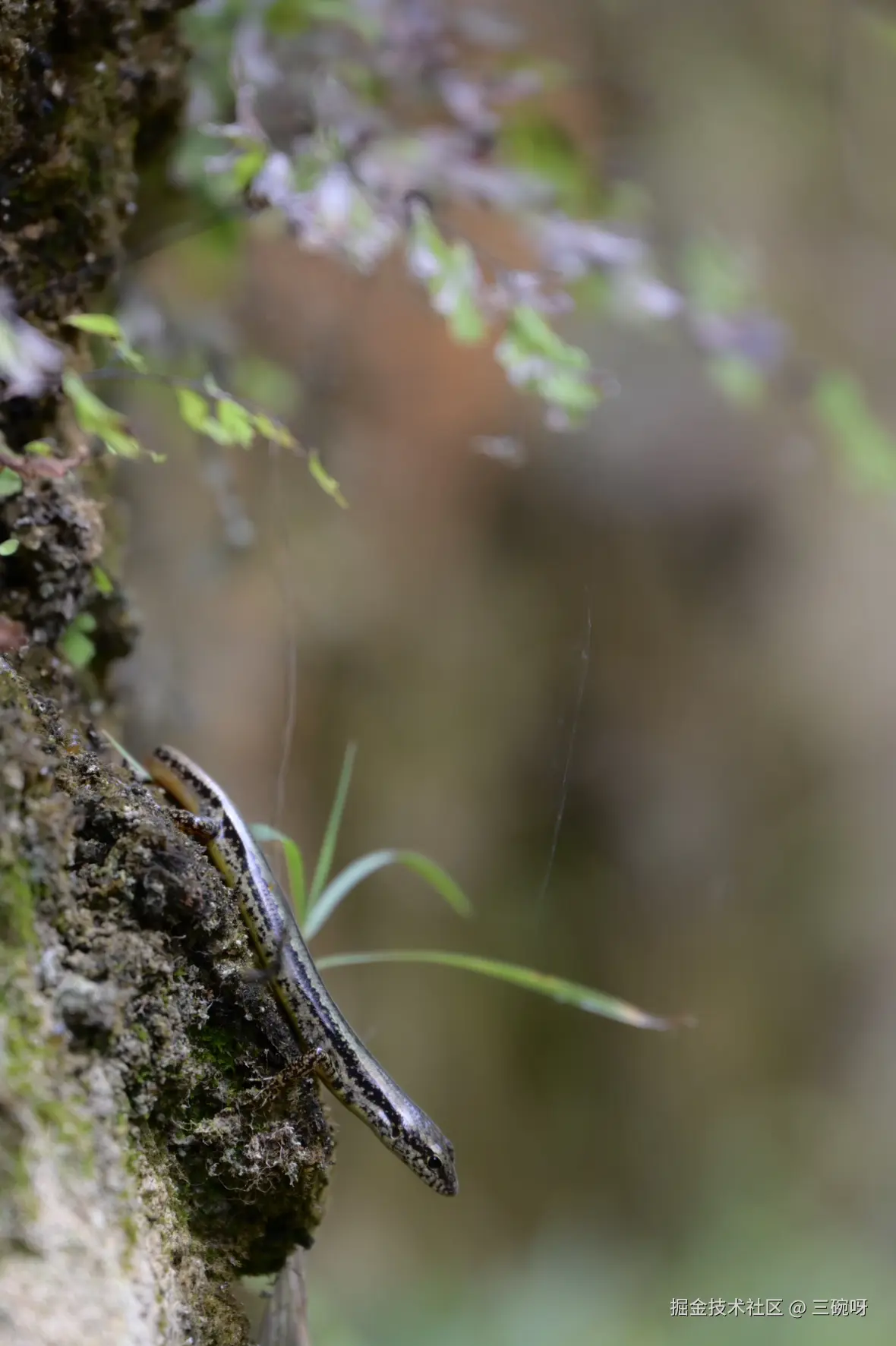 三碗呀于2025-08-18 09:50发布的图片