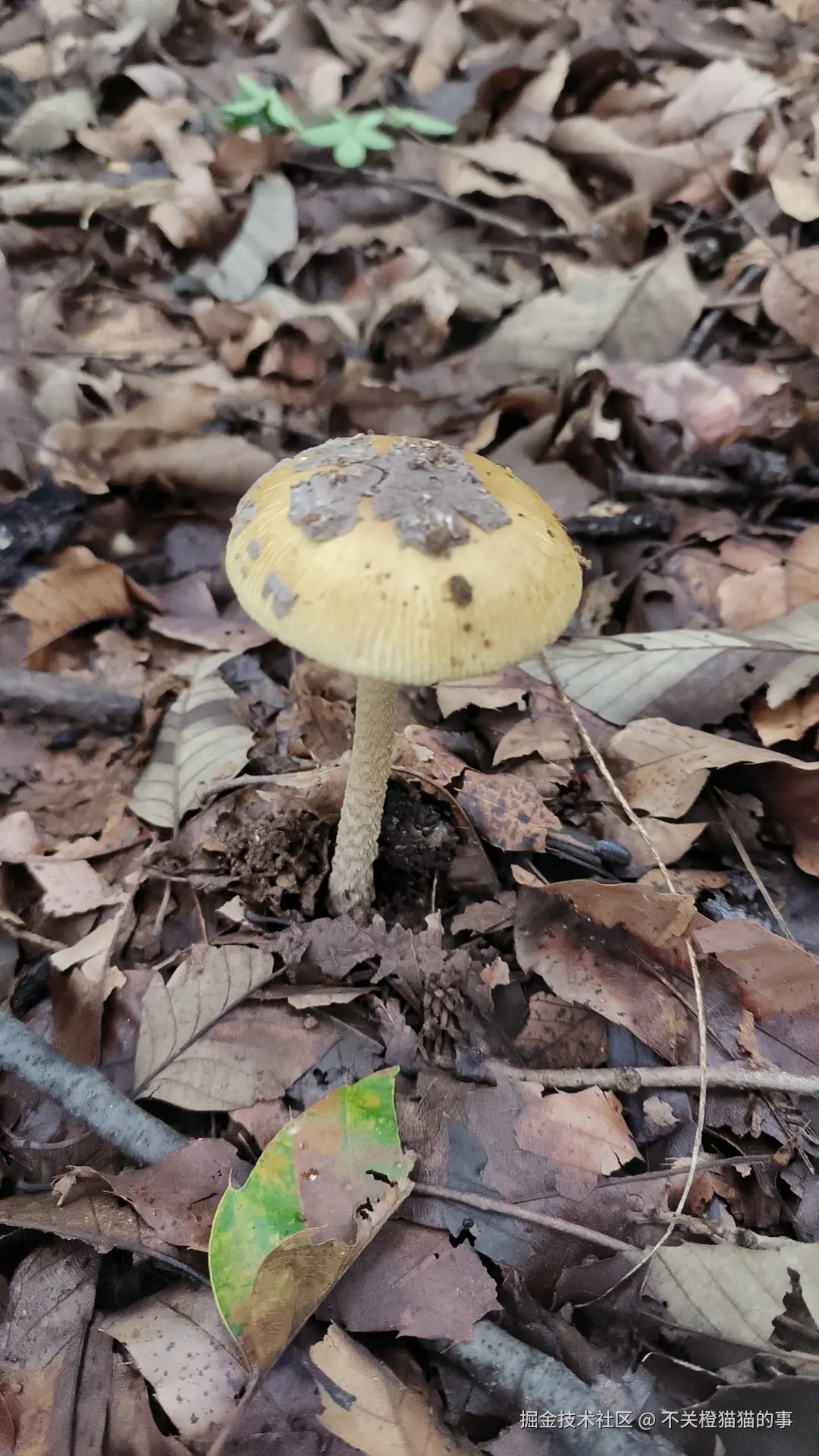 不关橙猫猫的事于2025-10-11 15:29发布的图片