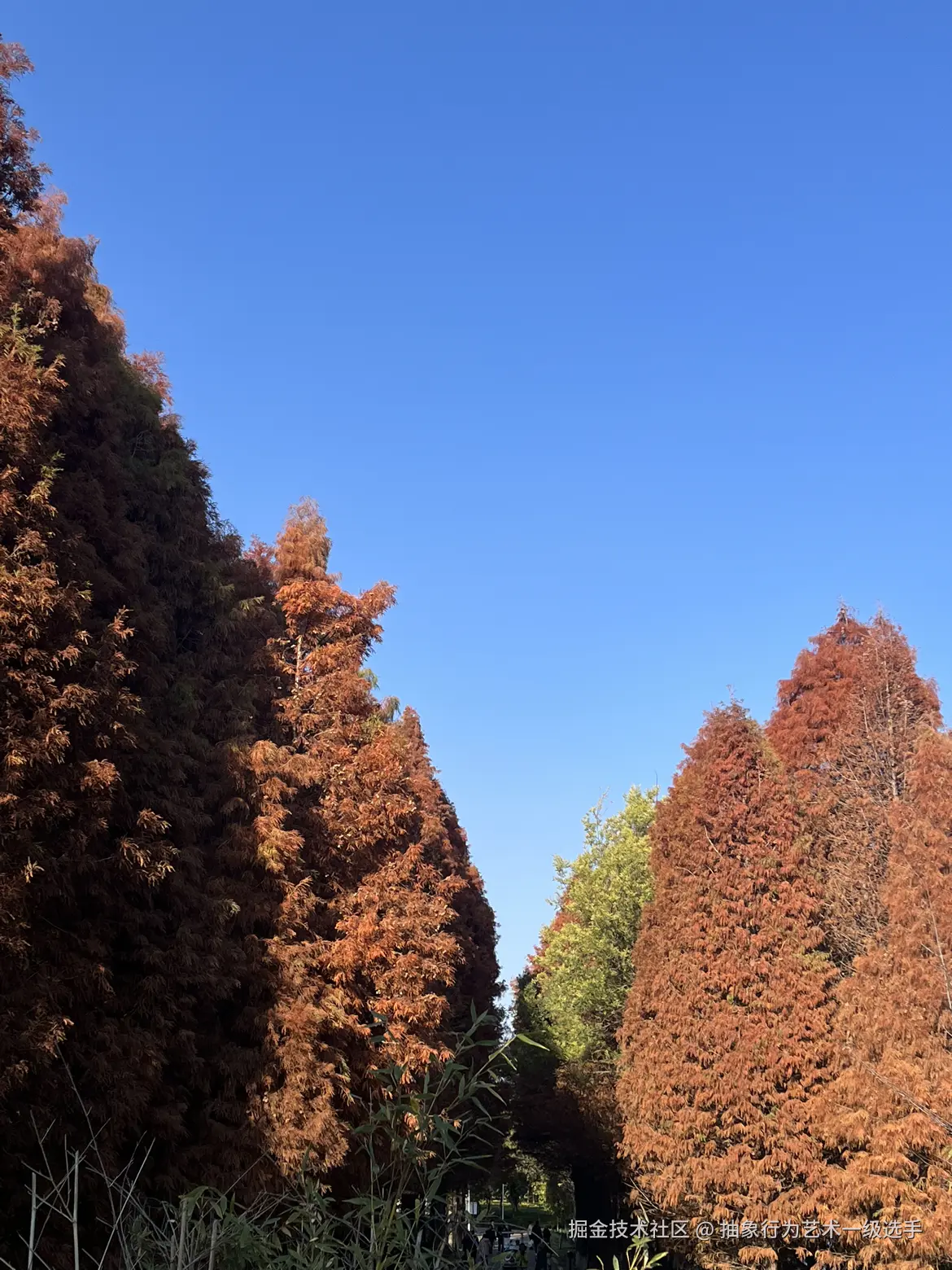 抽象行为艺术一级选手于2025-12-15 10:57发布的图片