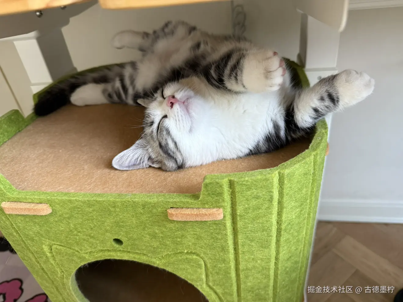 古德墨柠于2026-02-12 16:24发布的图片