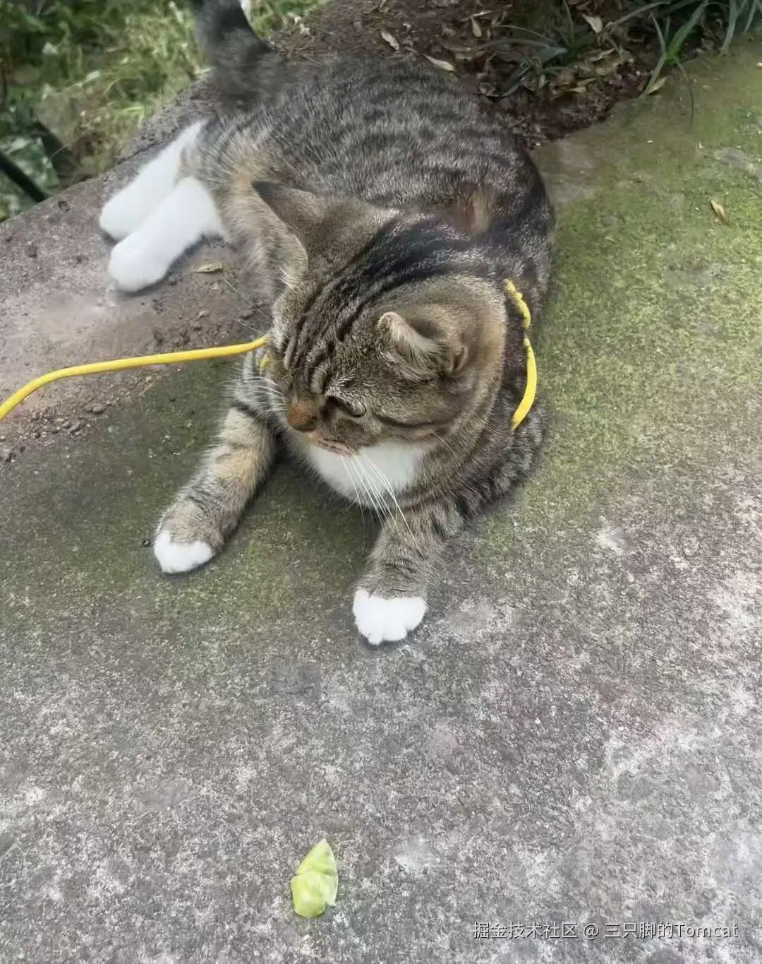 三只脚的Tomcat于2025-11-13 17:34发布的图片