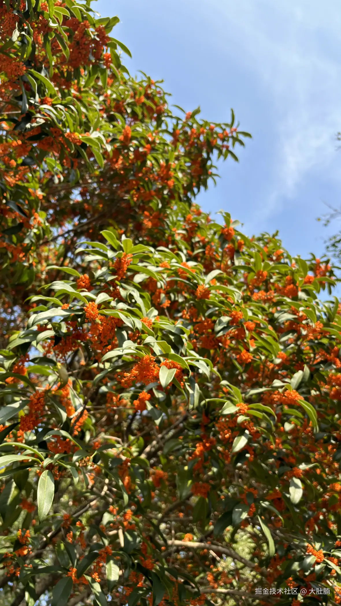 大肚腩于2025-11-03 09:30发布的图片