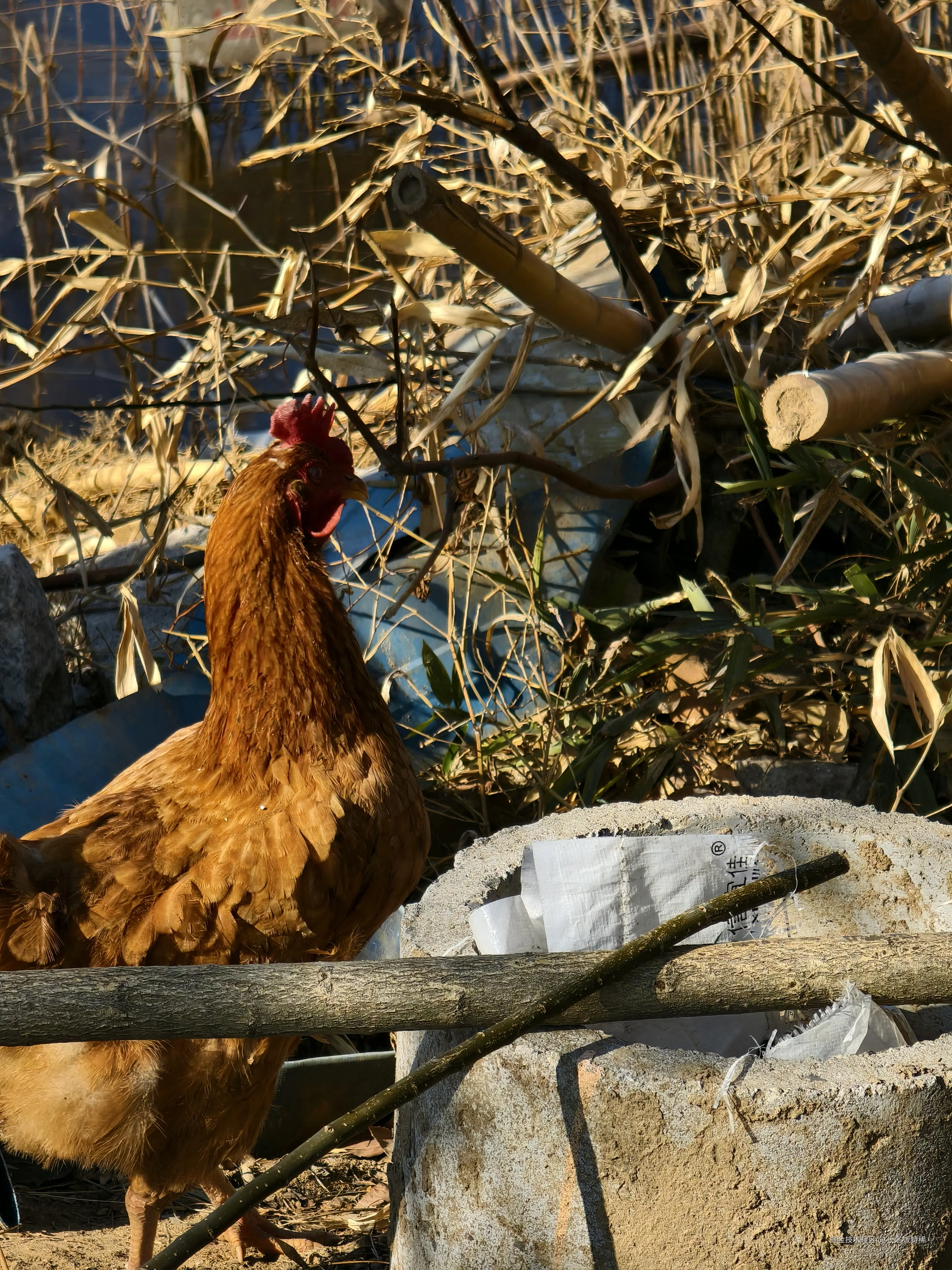小名饭特稀于2025-02-10 17:44发布的图片