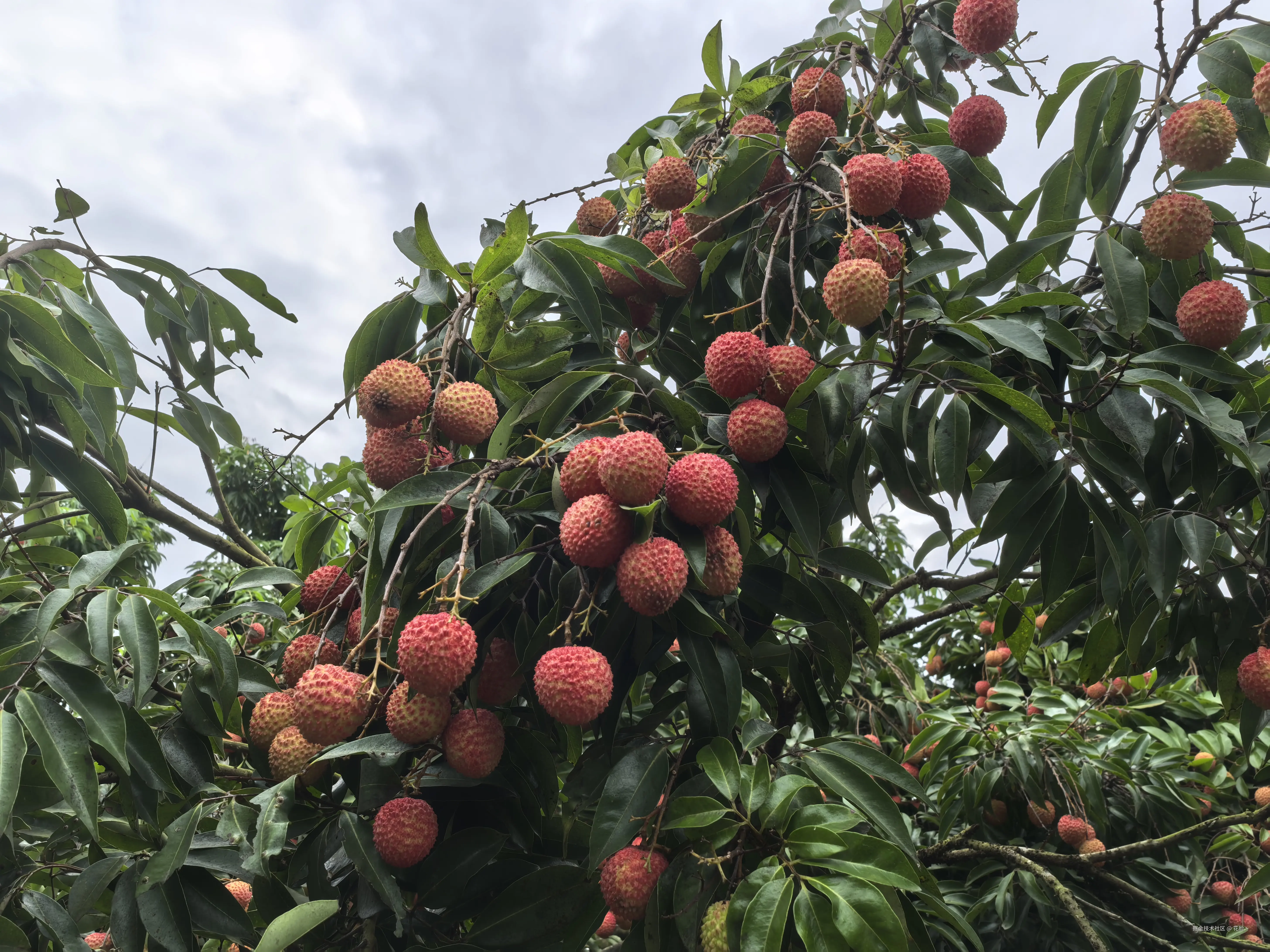 花脸丶于2025-06-05 08:27发布的图片