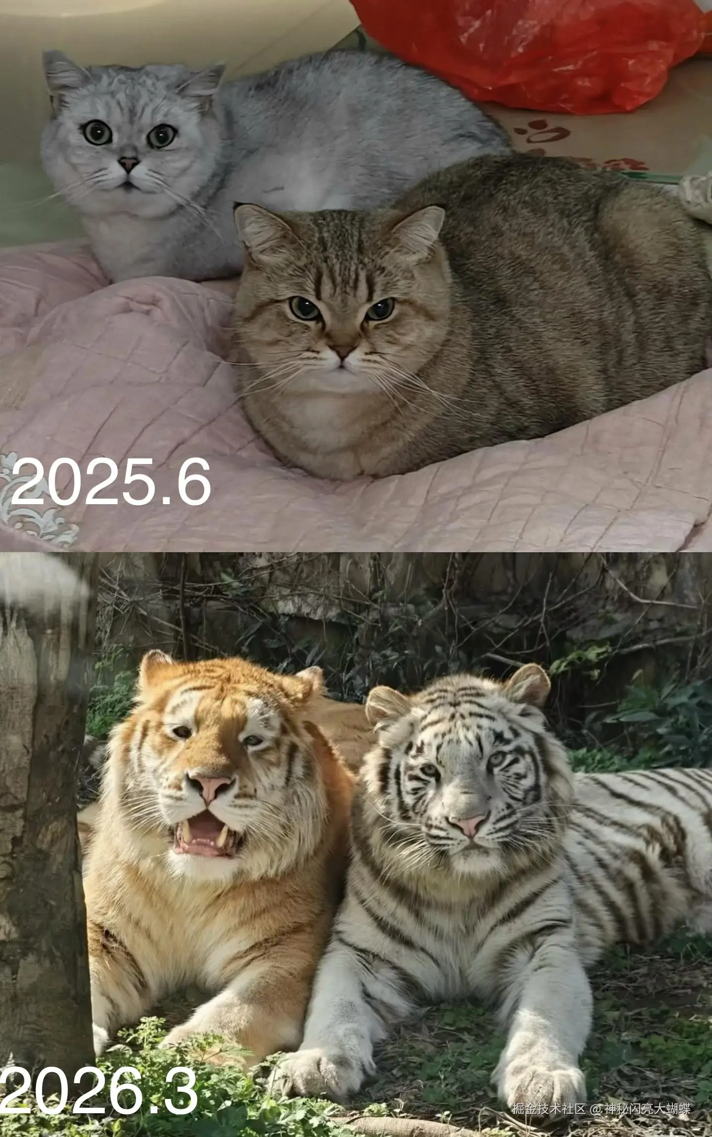 神秘闪亮大蝴蝶于2026-03-08 14:58发布的图片