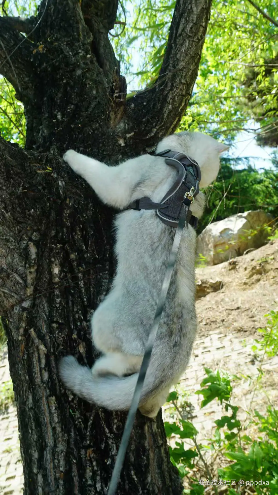 pppdxa于2025-05-20 10:32发布的图片