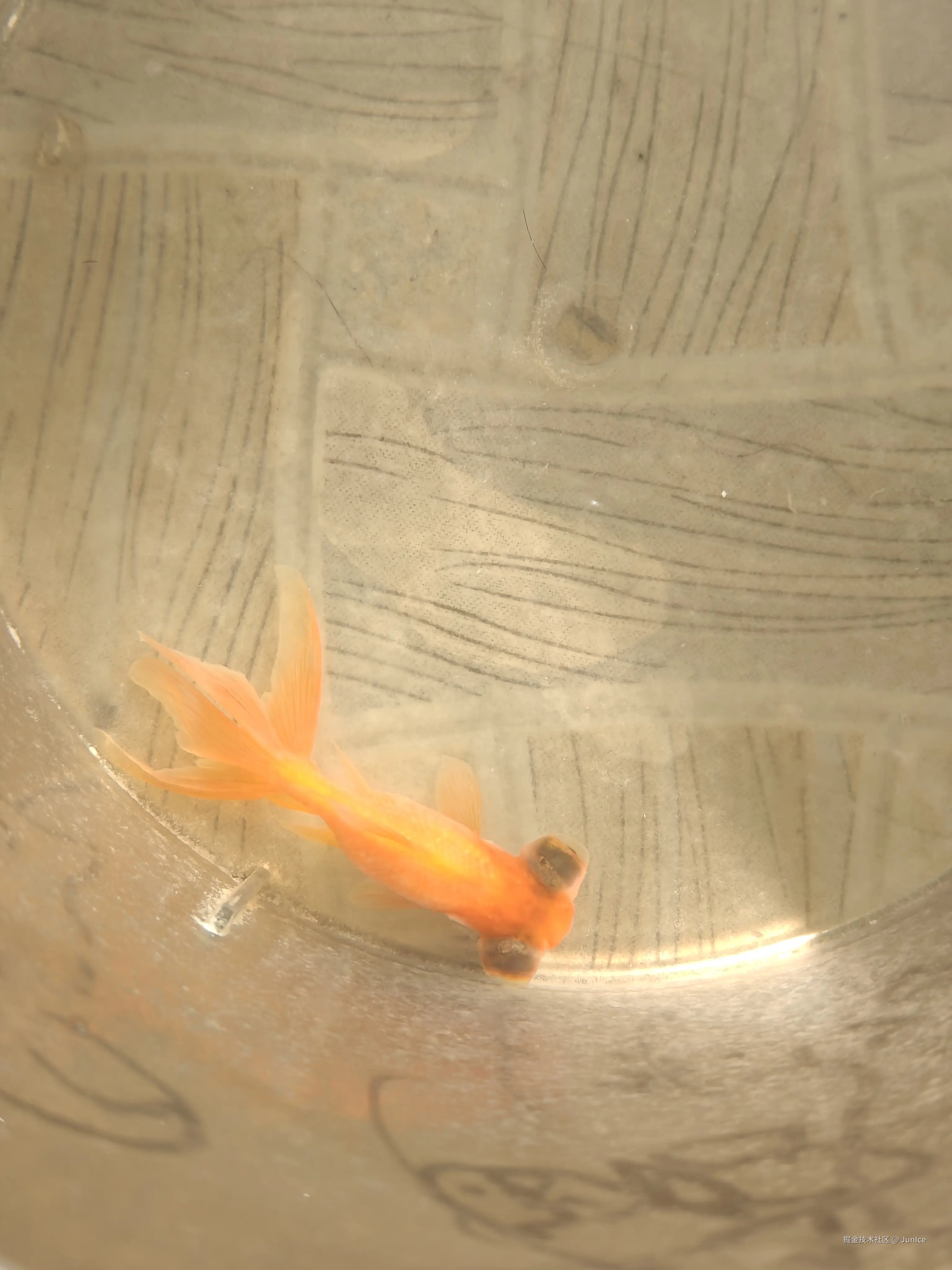 JunIce于2026-02-04 20:13发布的图片