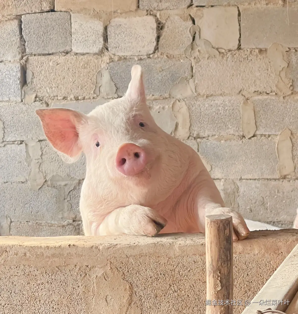 一朵烂菜叶叶于2025-08-25 14:03发布的图片