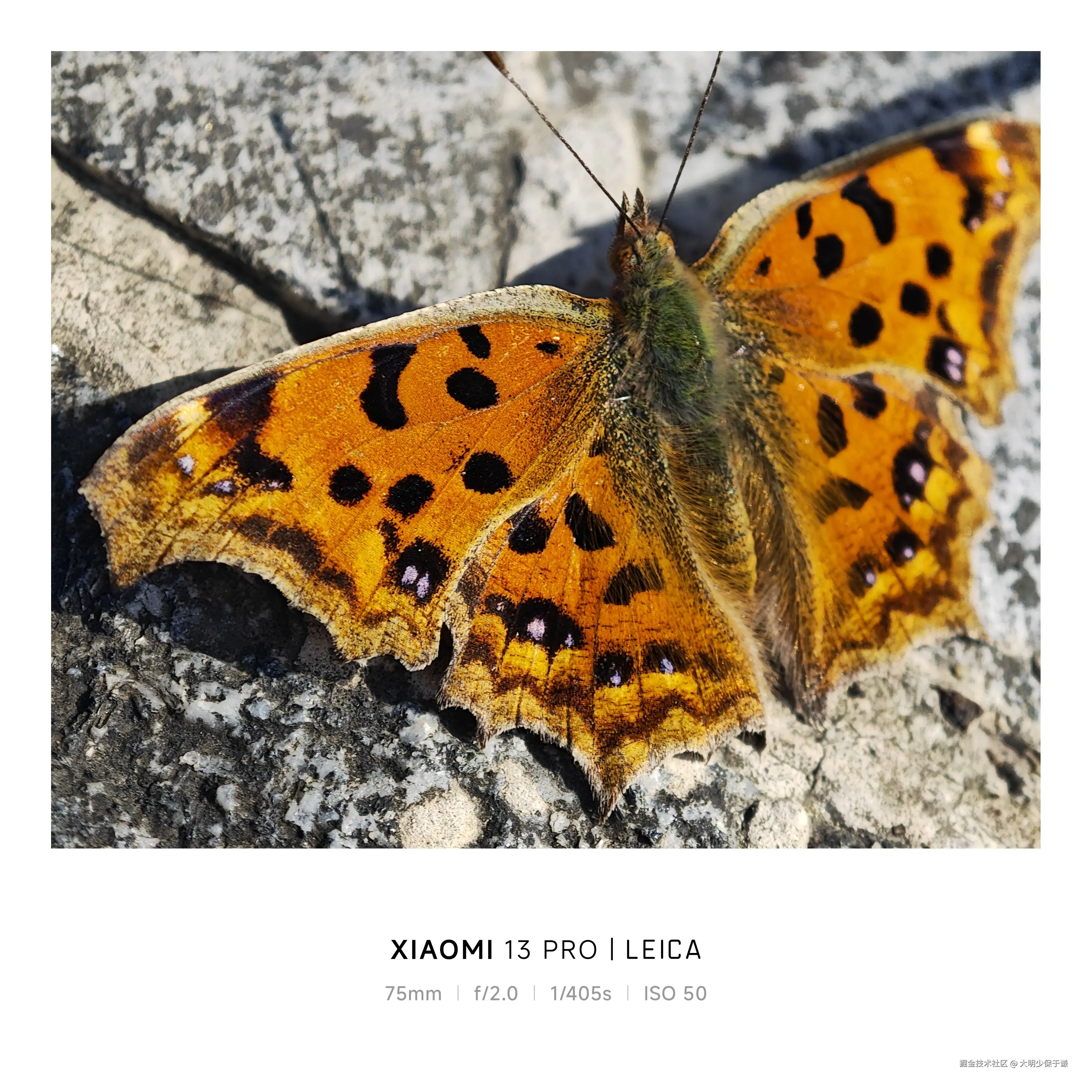 大明少保于谦于2024-11-08 11:32发布的图片