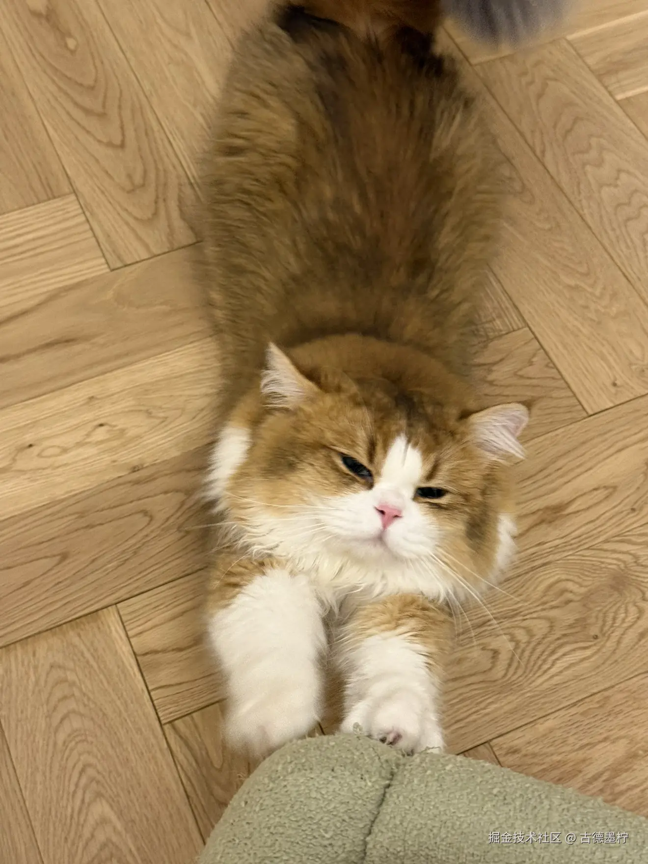 古德墨柠于2025-06-07 14:29发布的图片