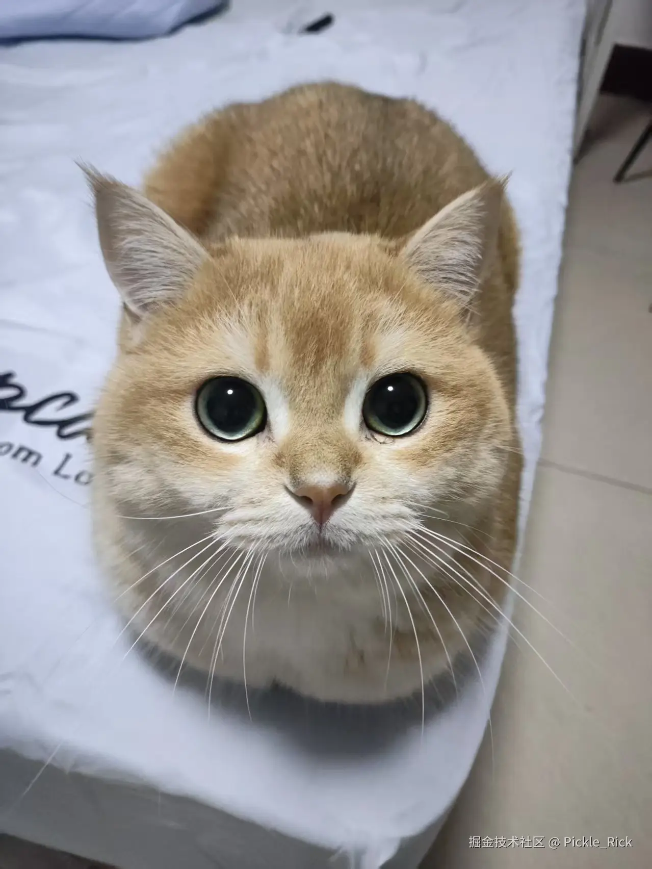 Pickle_Rick于2025-03-06 06:48发布的图片