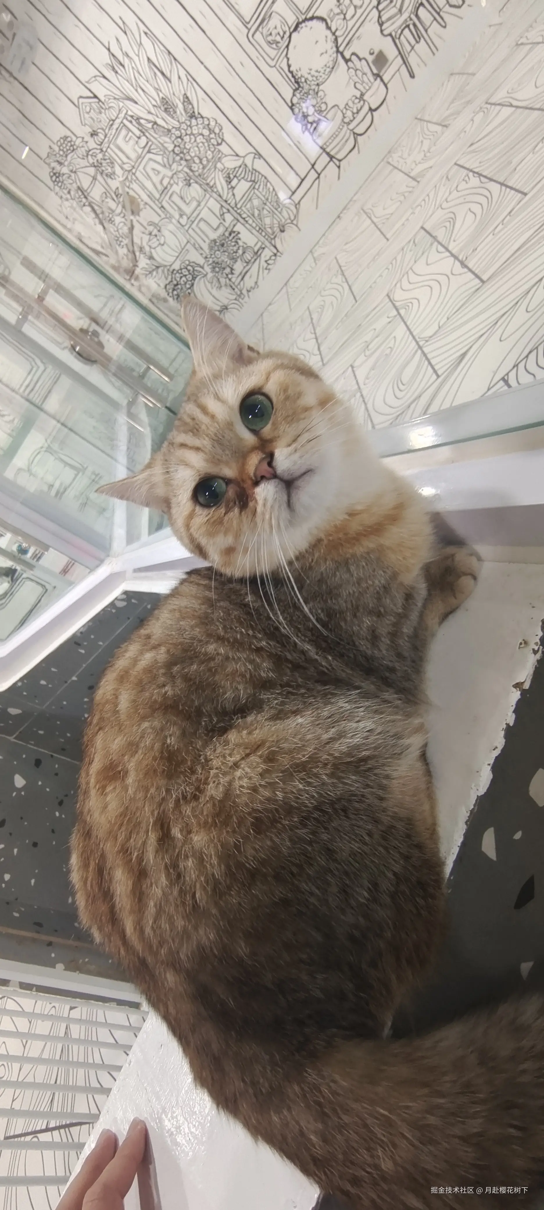 月赴樱花树下于2024-11-27 10:47发布的图片