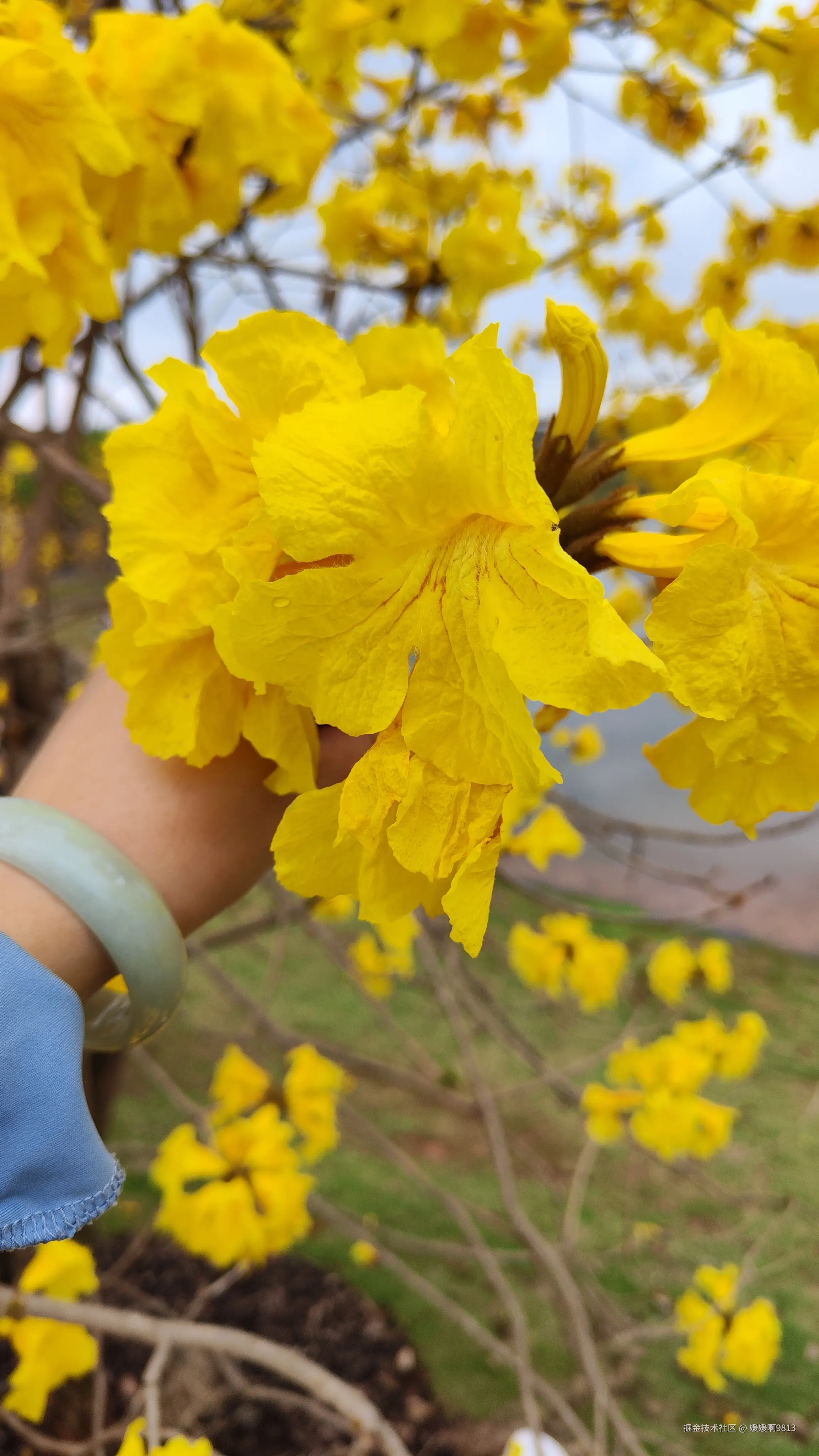 媛媛啊9813于2025-03-16 04:30发布的图片