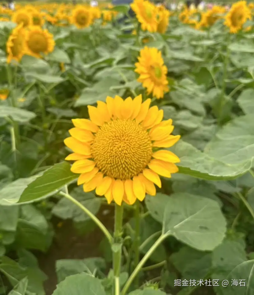 海石于2024-10-05 17:43发布的图片