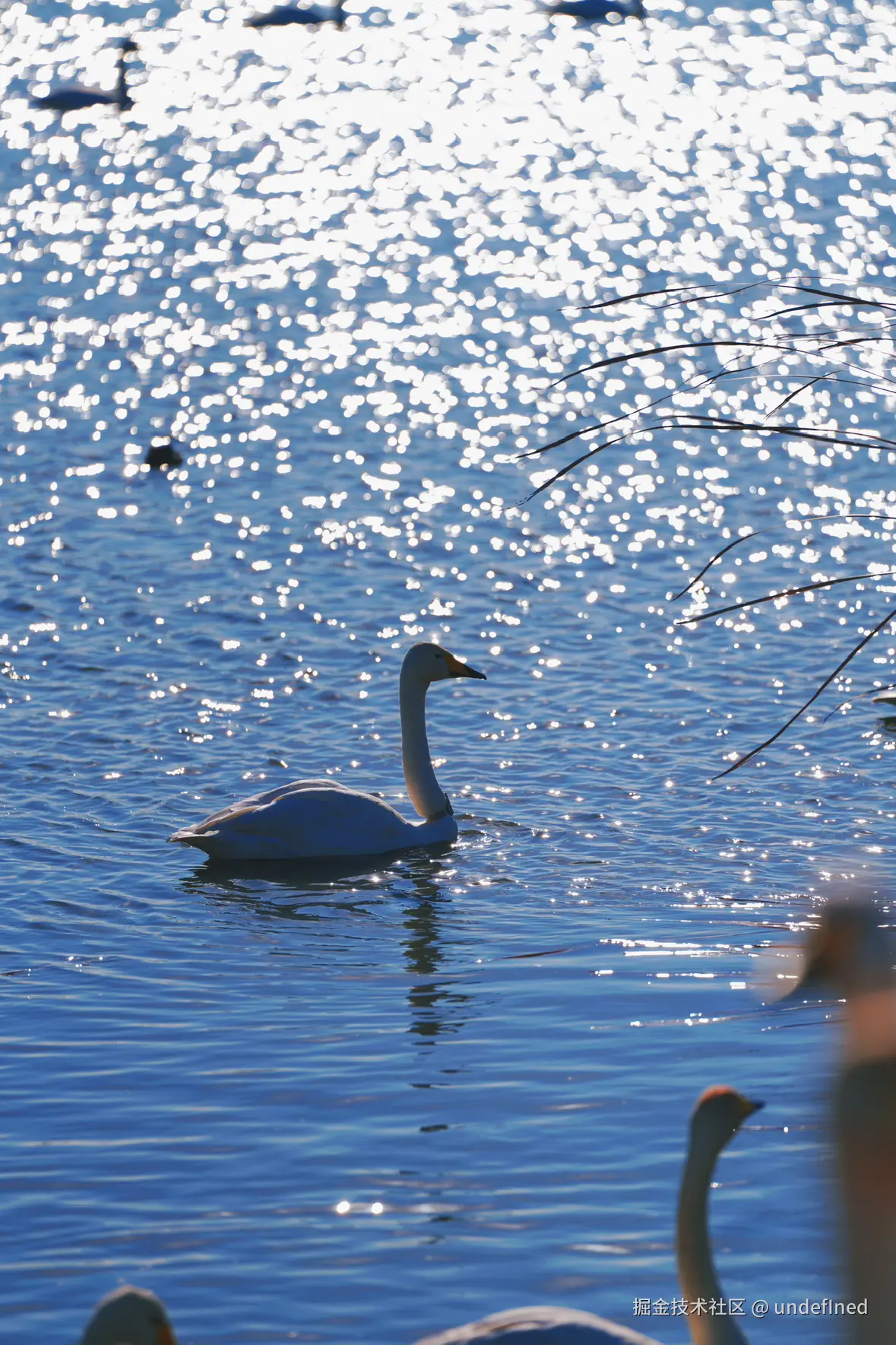 undefIned于2024-12-16 15:49发布的图片