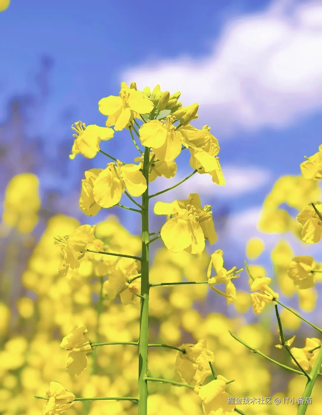 IT小番茄于2026-04-04 17:46发布的图片