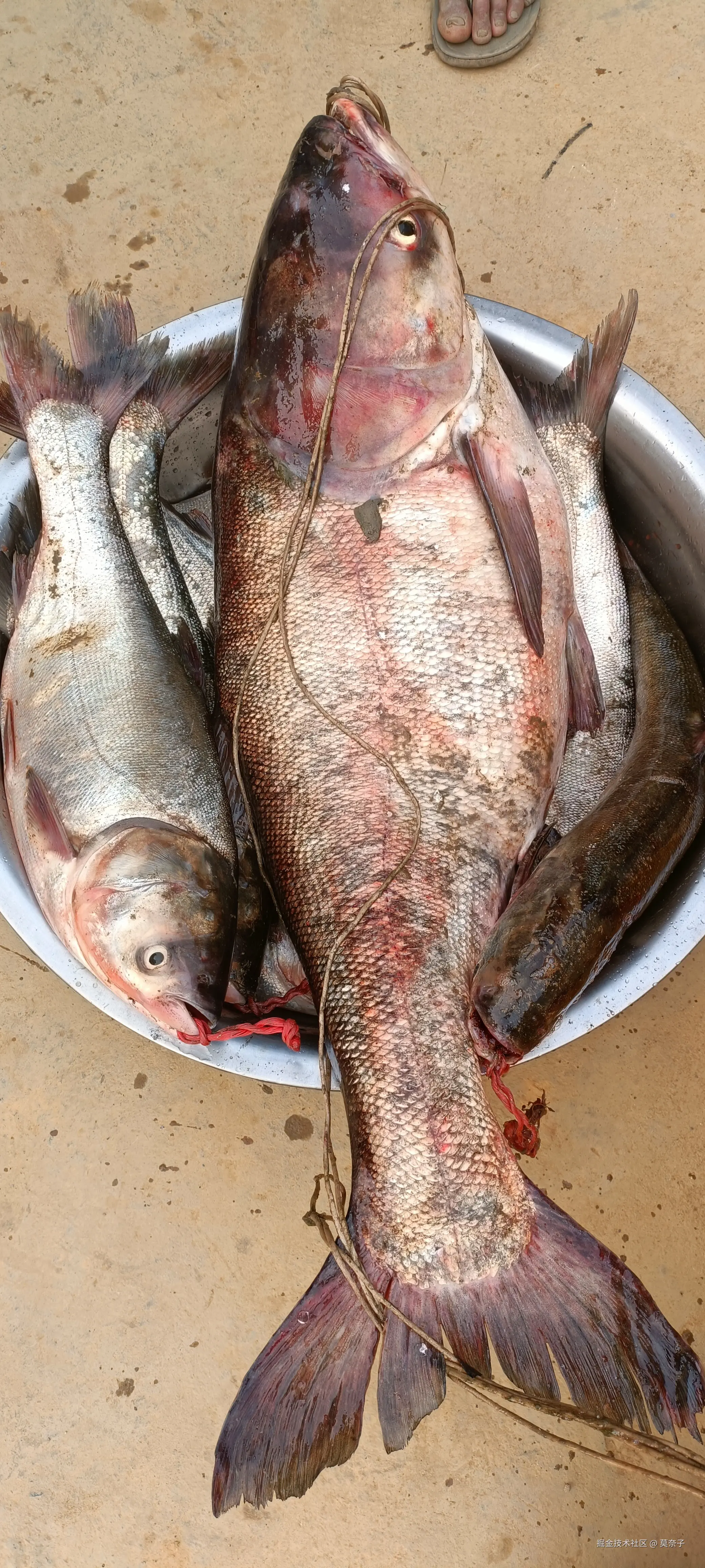 莫奈子于2025-04-10 19:07发布的图片