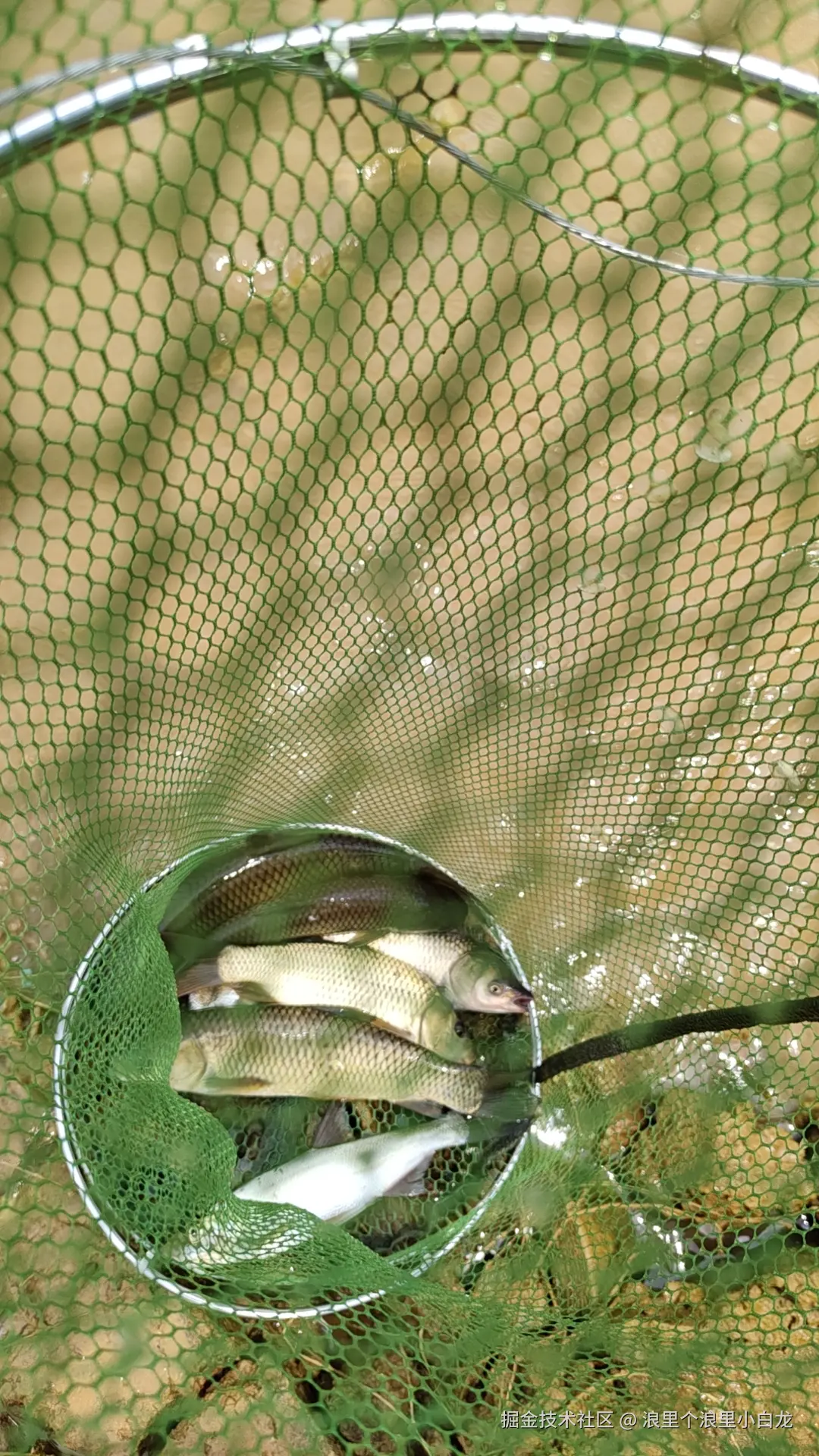 浪里个浪里小白龙于2025-11-06 16:41发布的图片