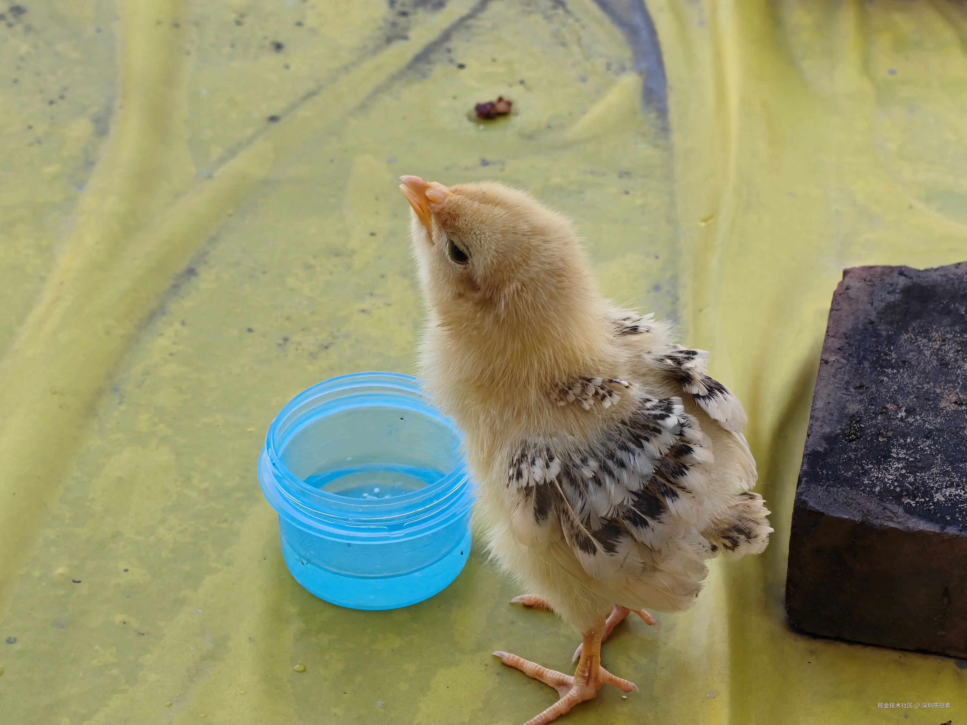 深圳陈冠希于2025-11-15 13:09发布的图片