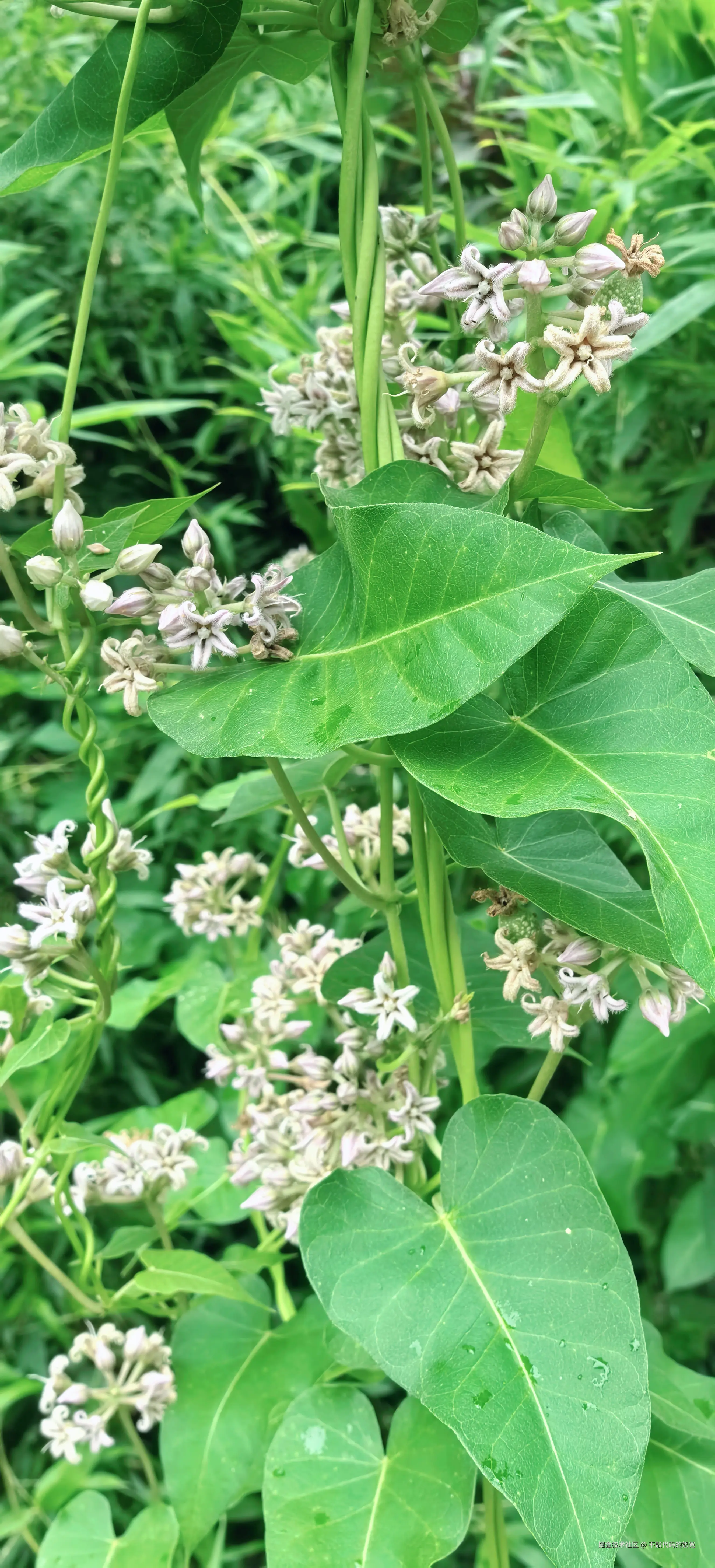 不敲代码的奶爸于2024-08-25 16:49发布的图片