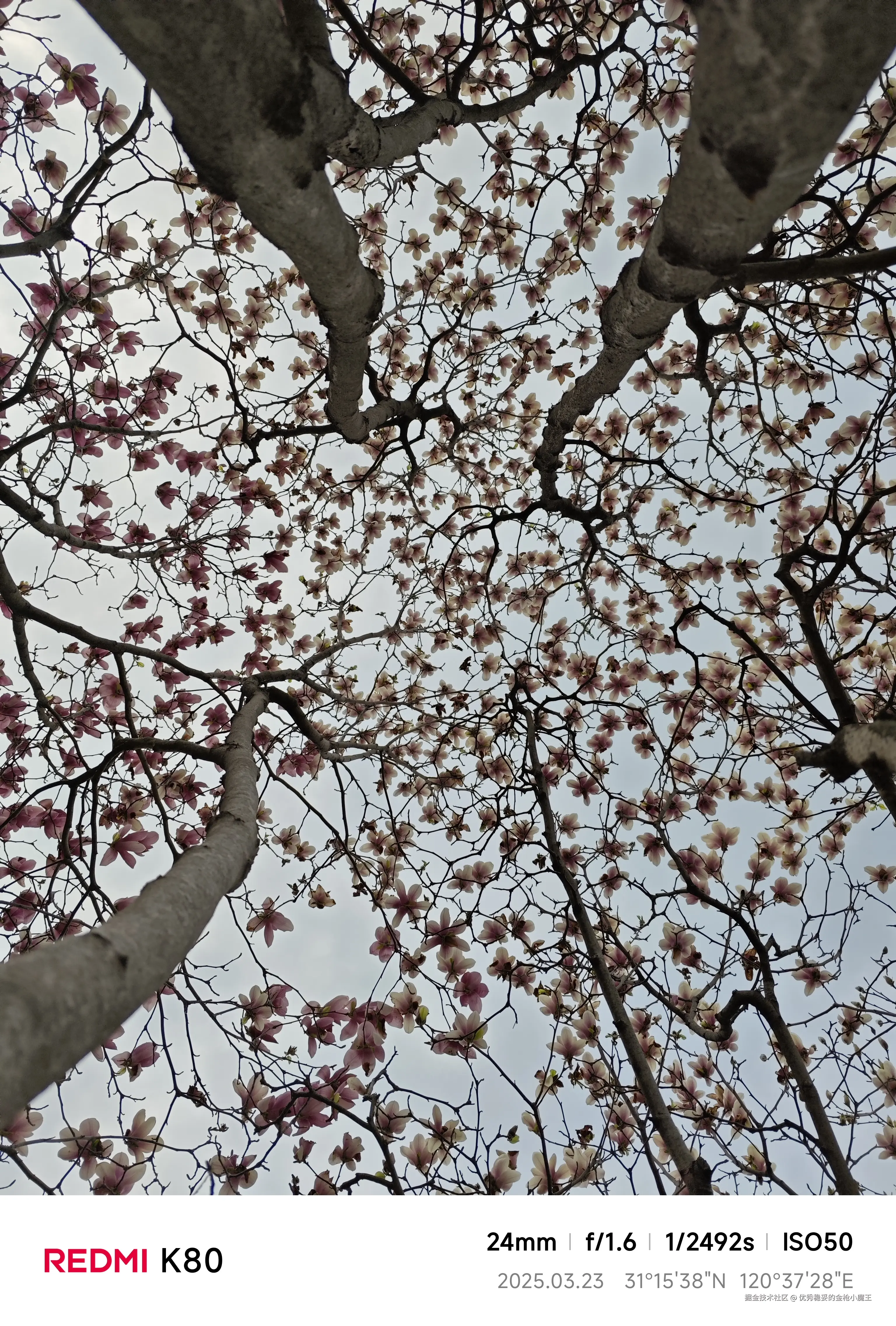 优秀稳妥的金枪小魔王于2025-03-25 16:07发布的图片