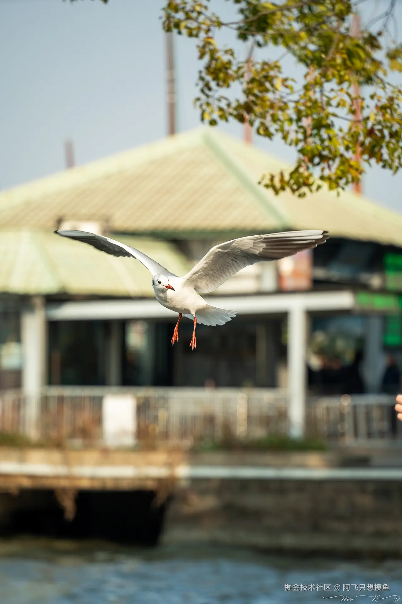 阿飞只想摸鱼于2024-12-20 02:23发布的图片
