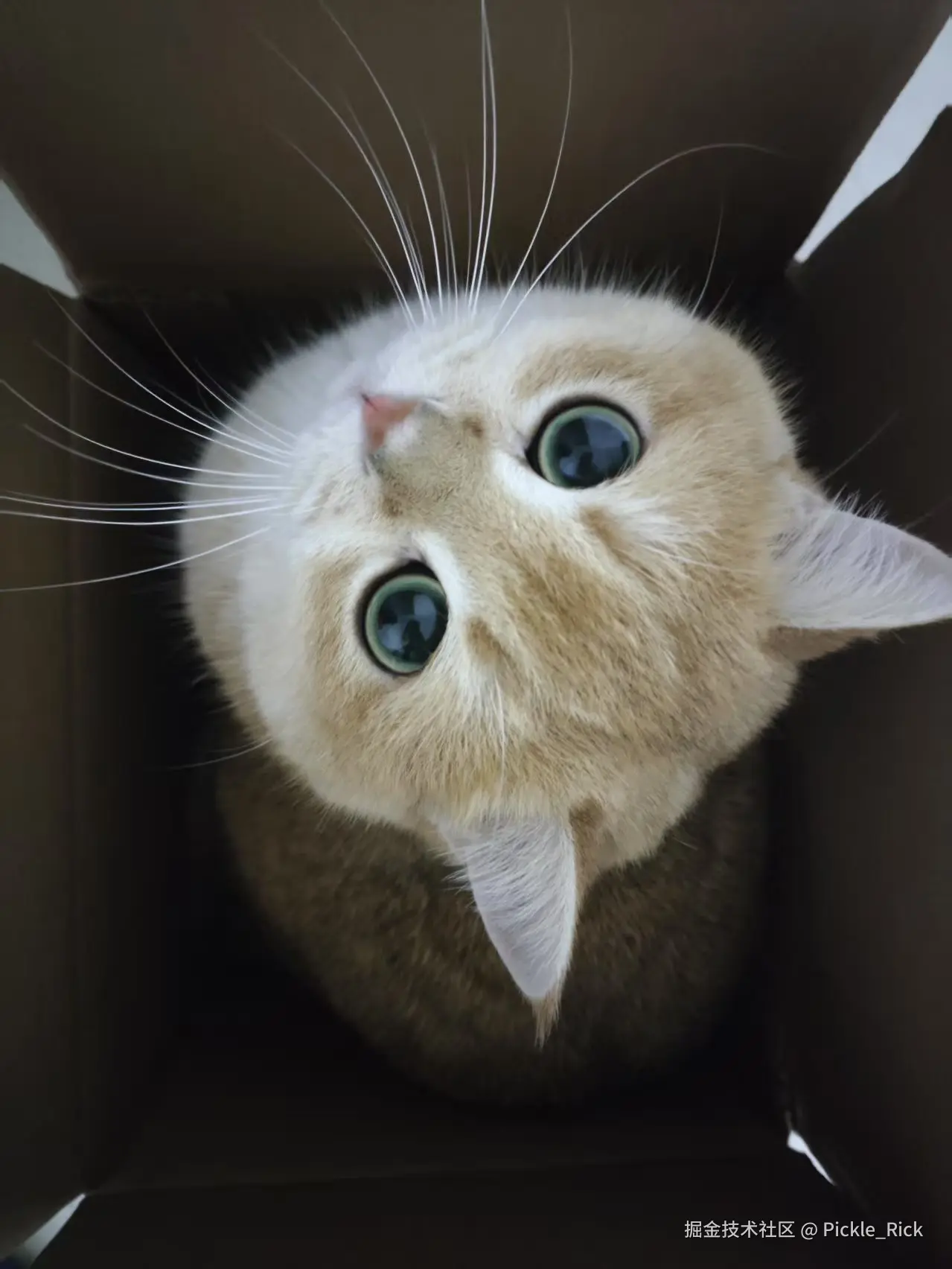 Pickle_Rick于2025-03-06 06:48发布的图片